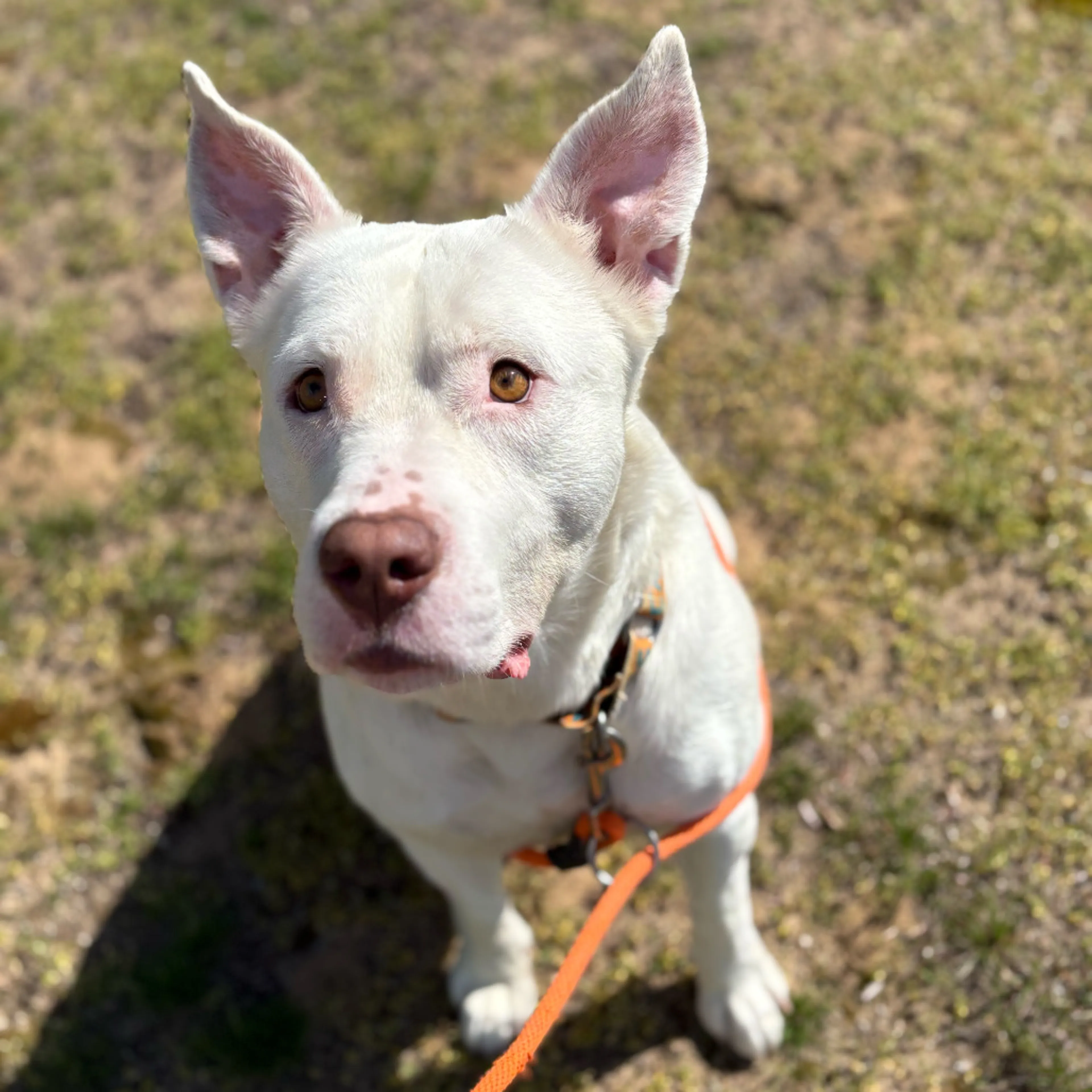 Found pet-5