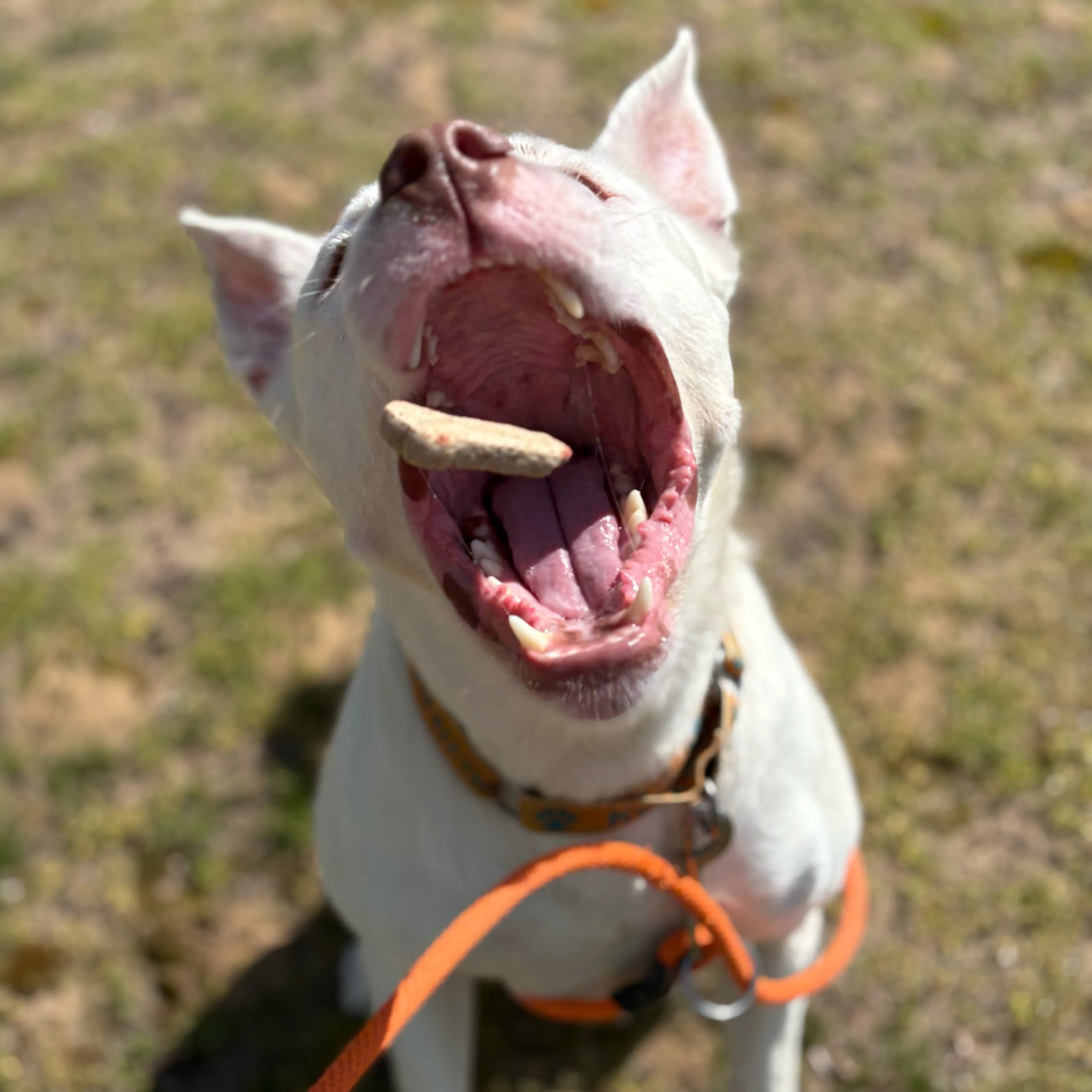 Found pet-4