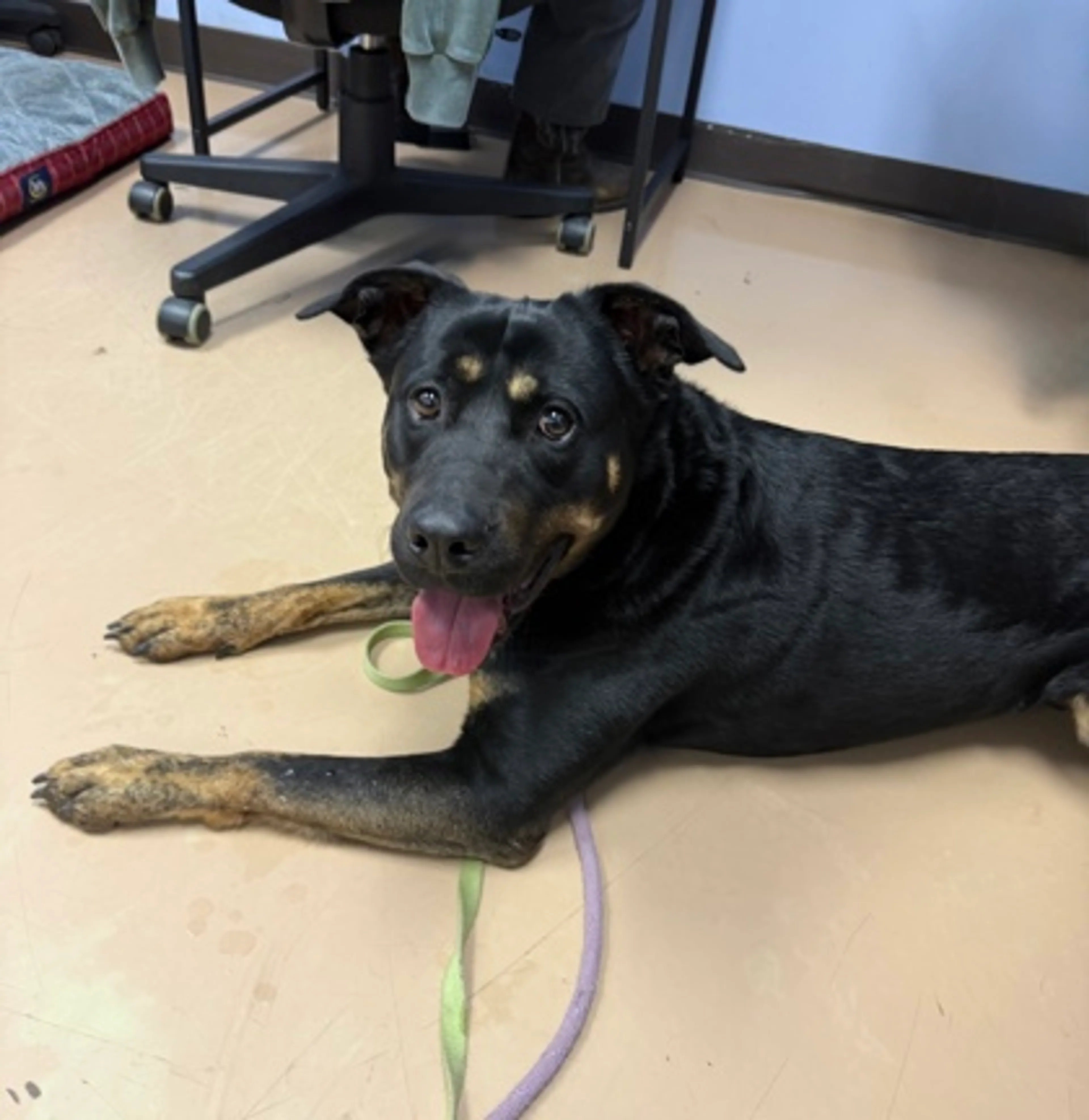 Found pet