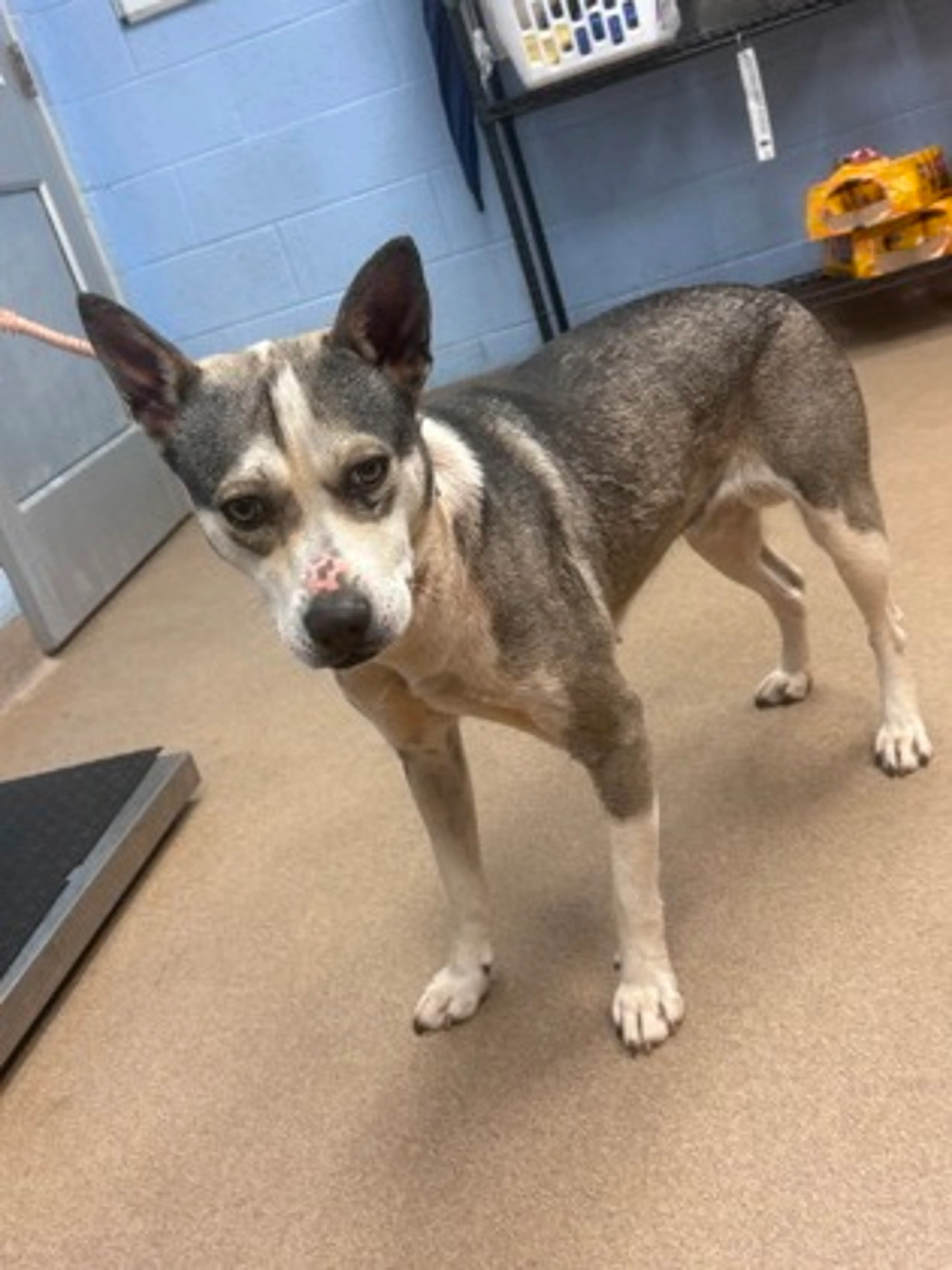 Found pet