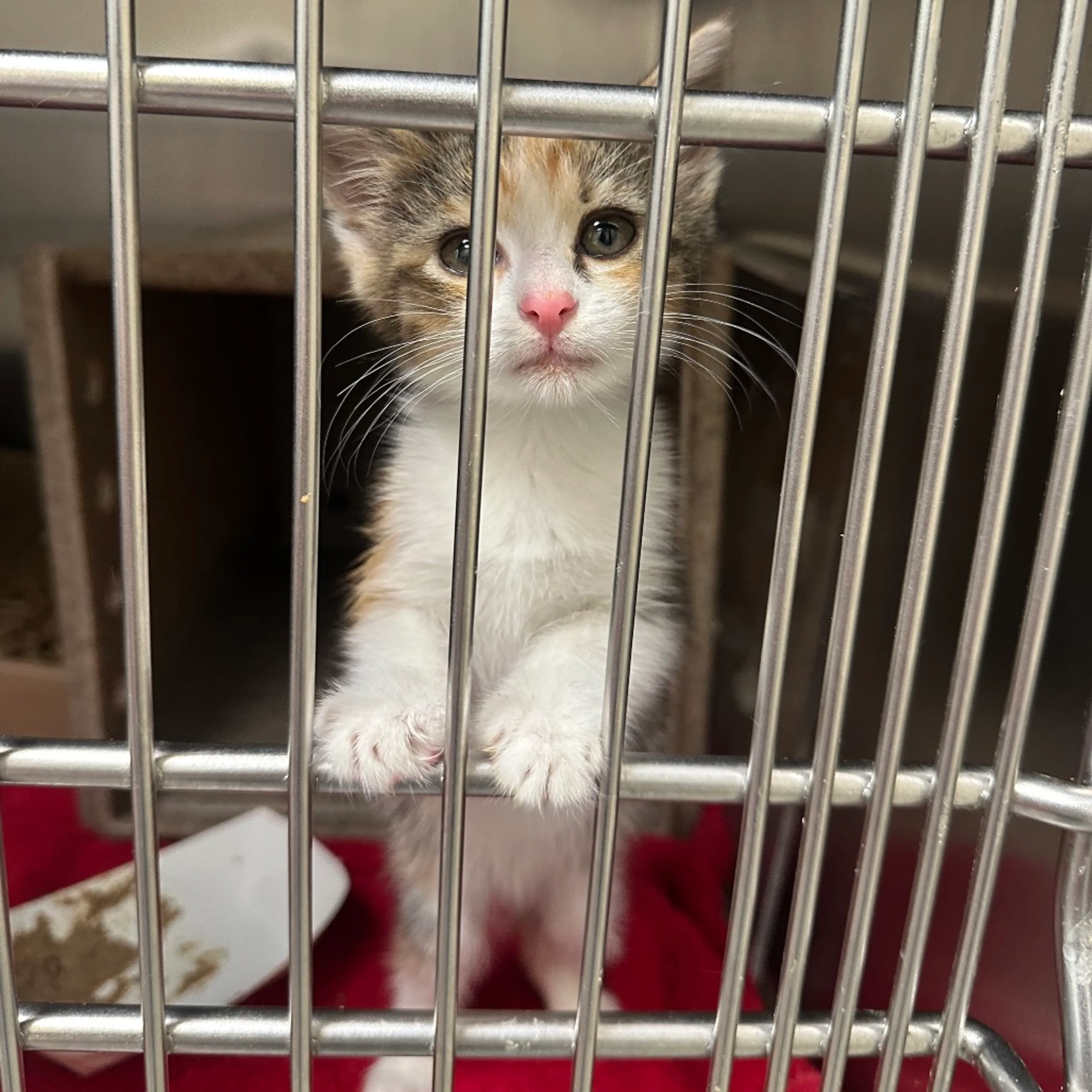 Found pet-2