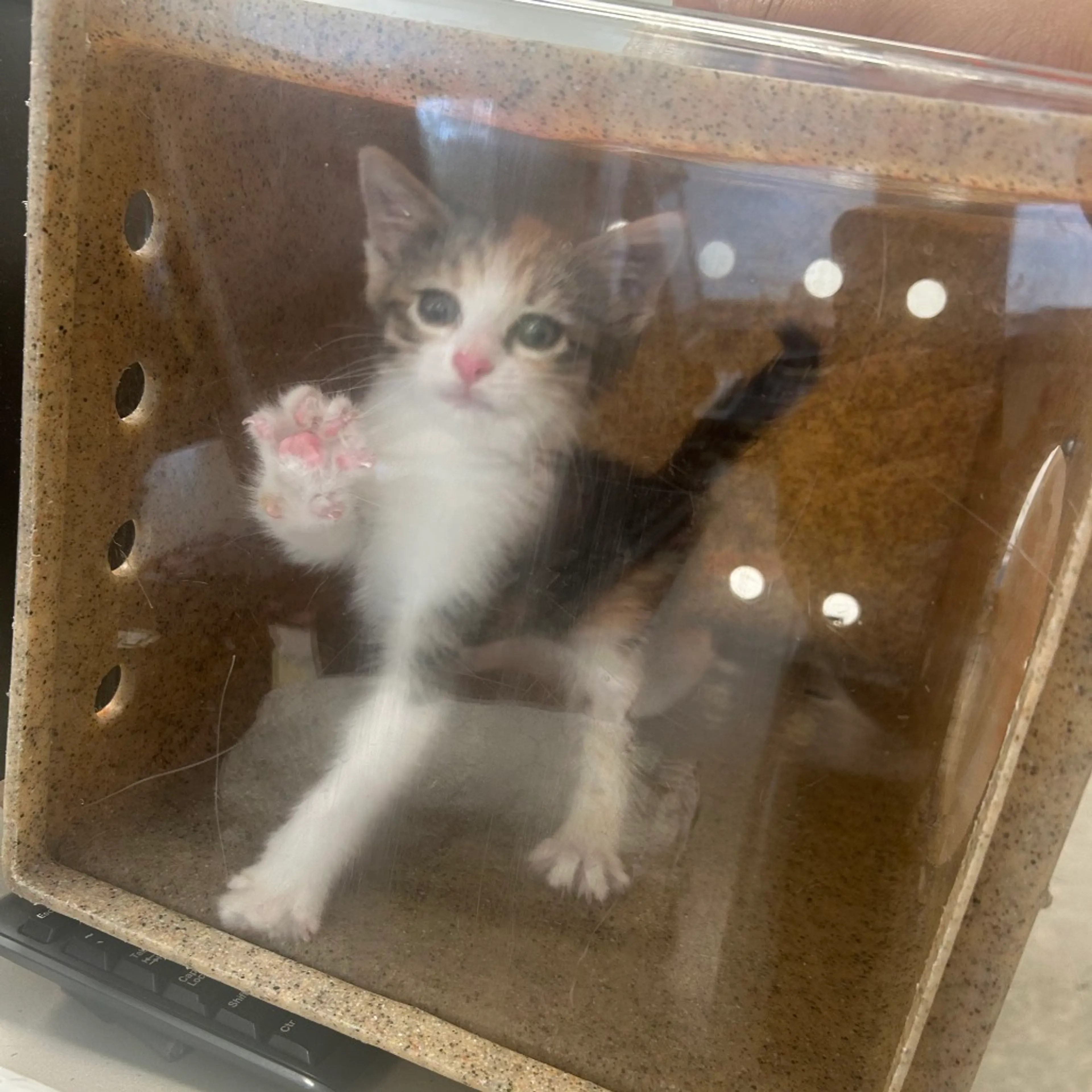 Found pet-1