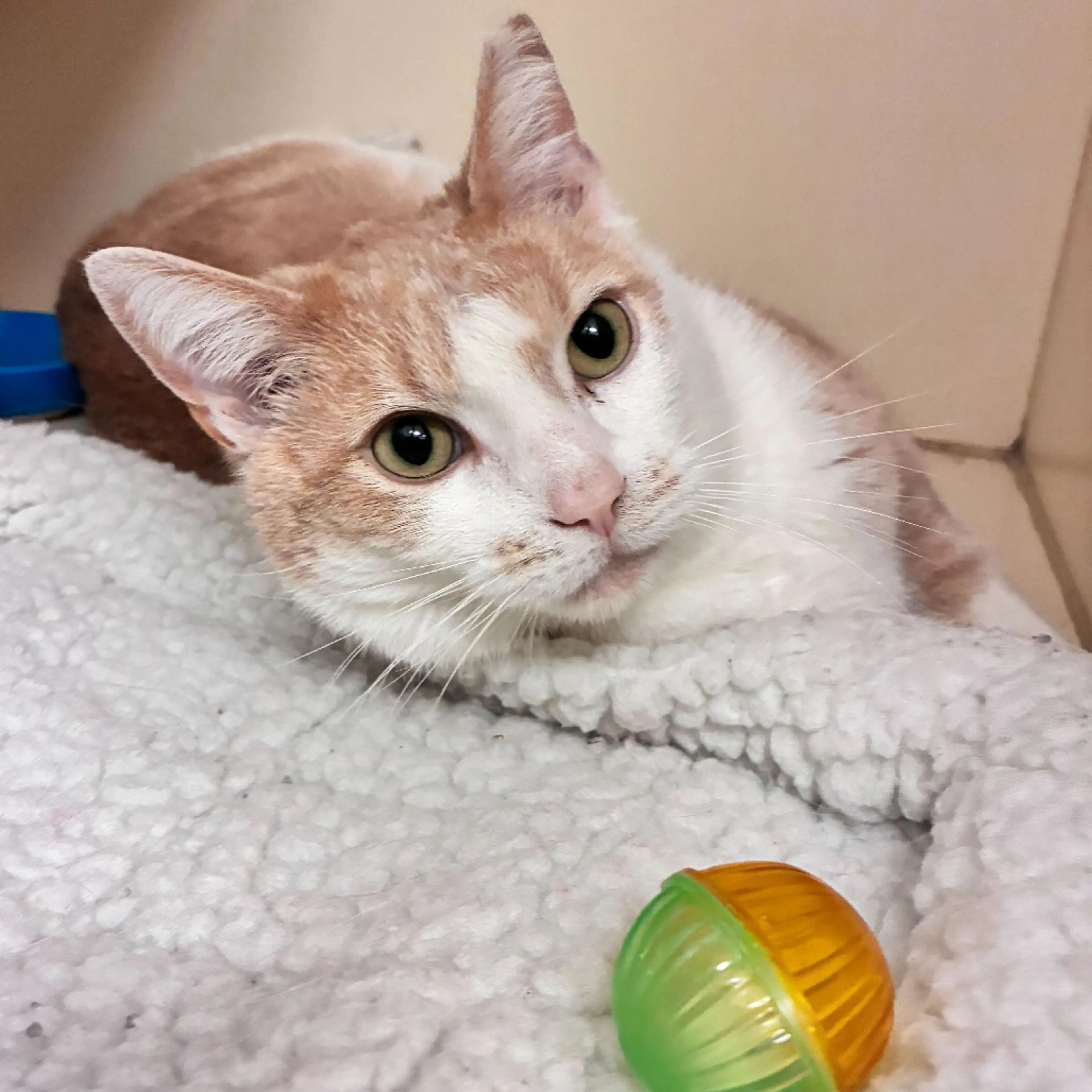 Found pet-4