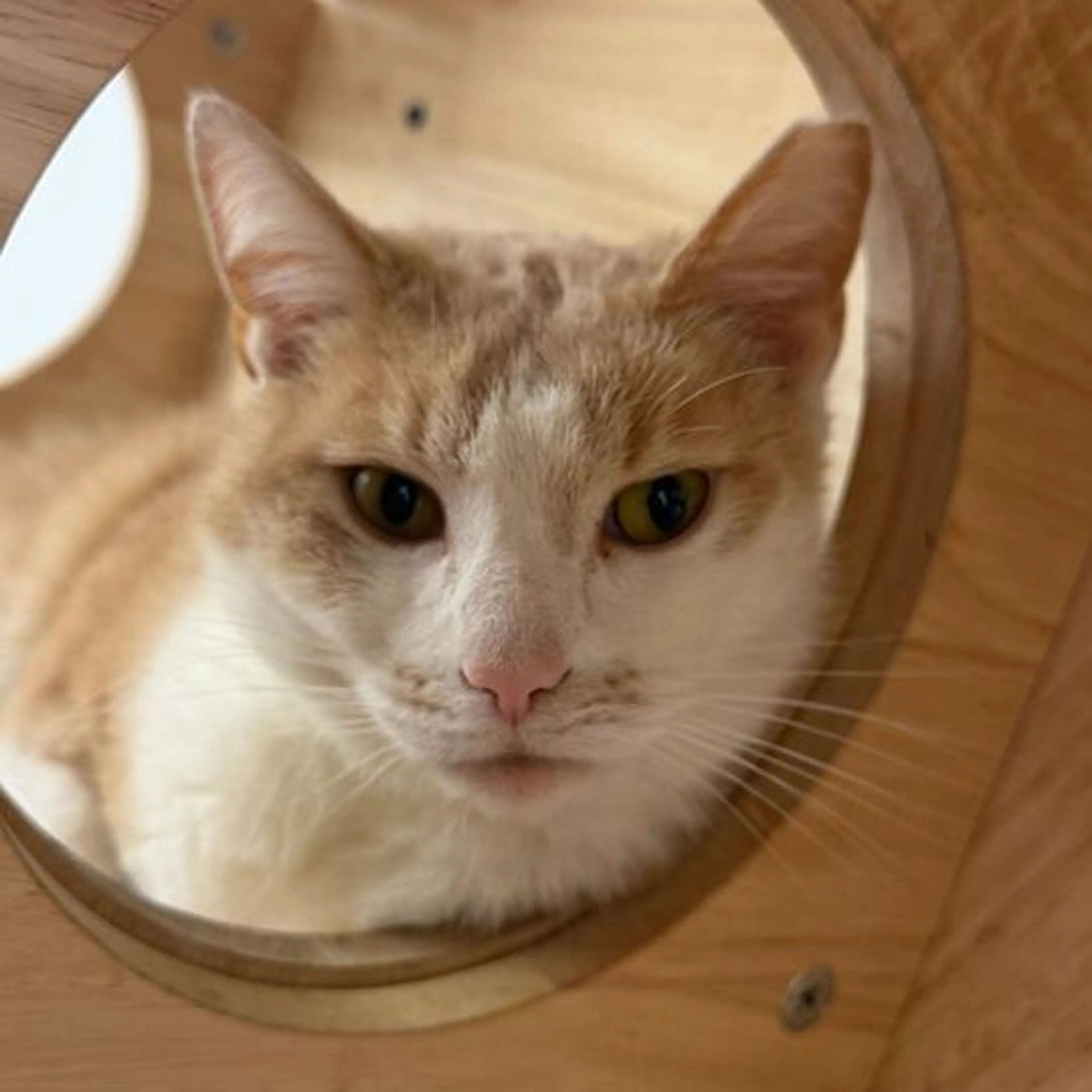 Found pet-5
