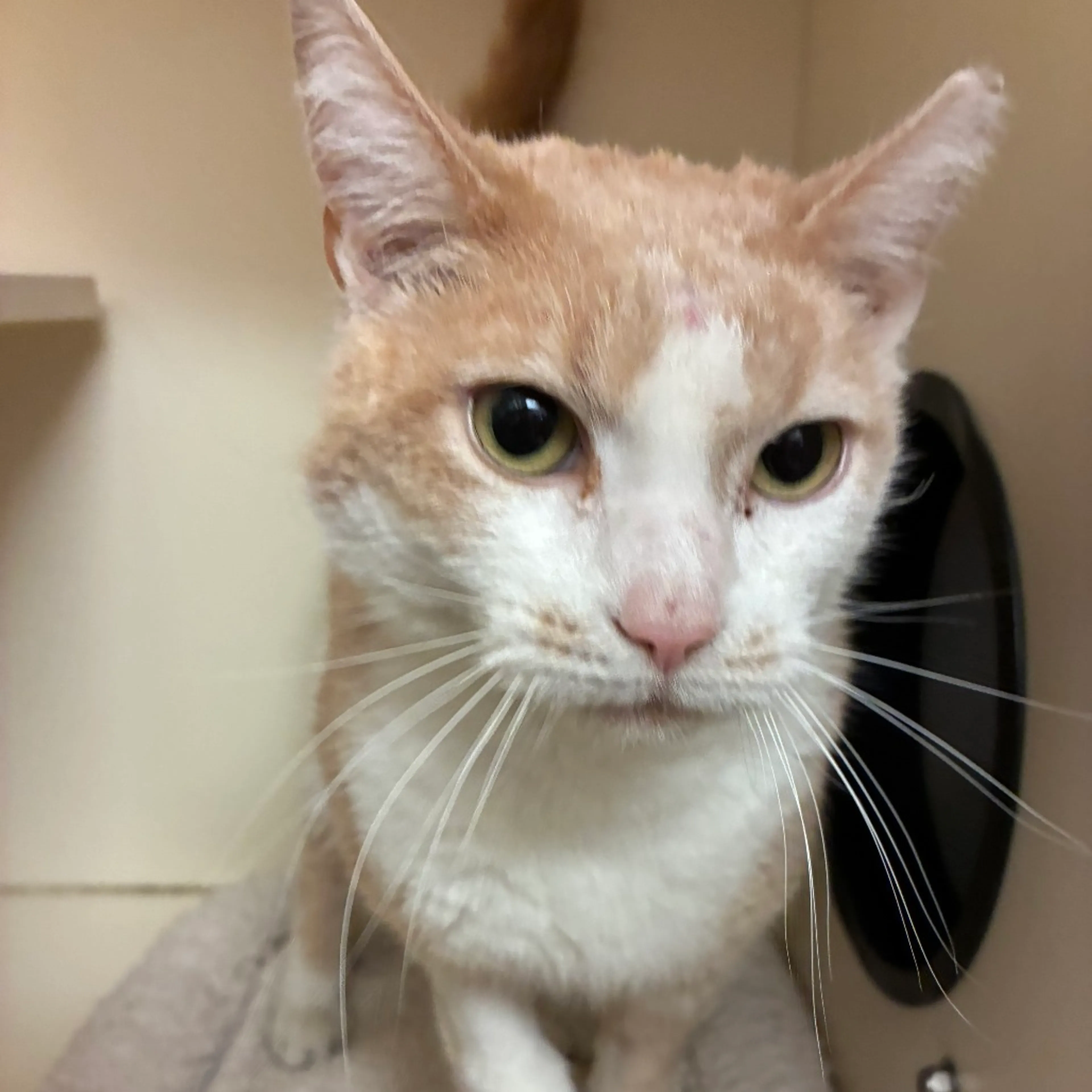 Found pet-3