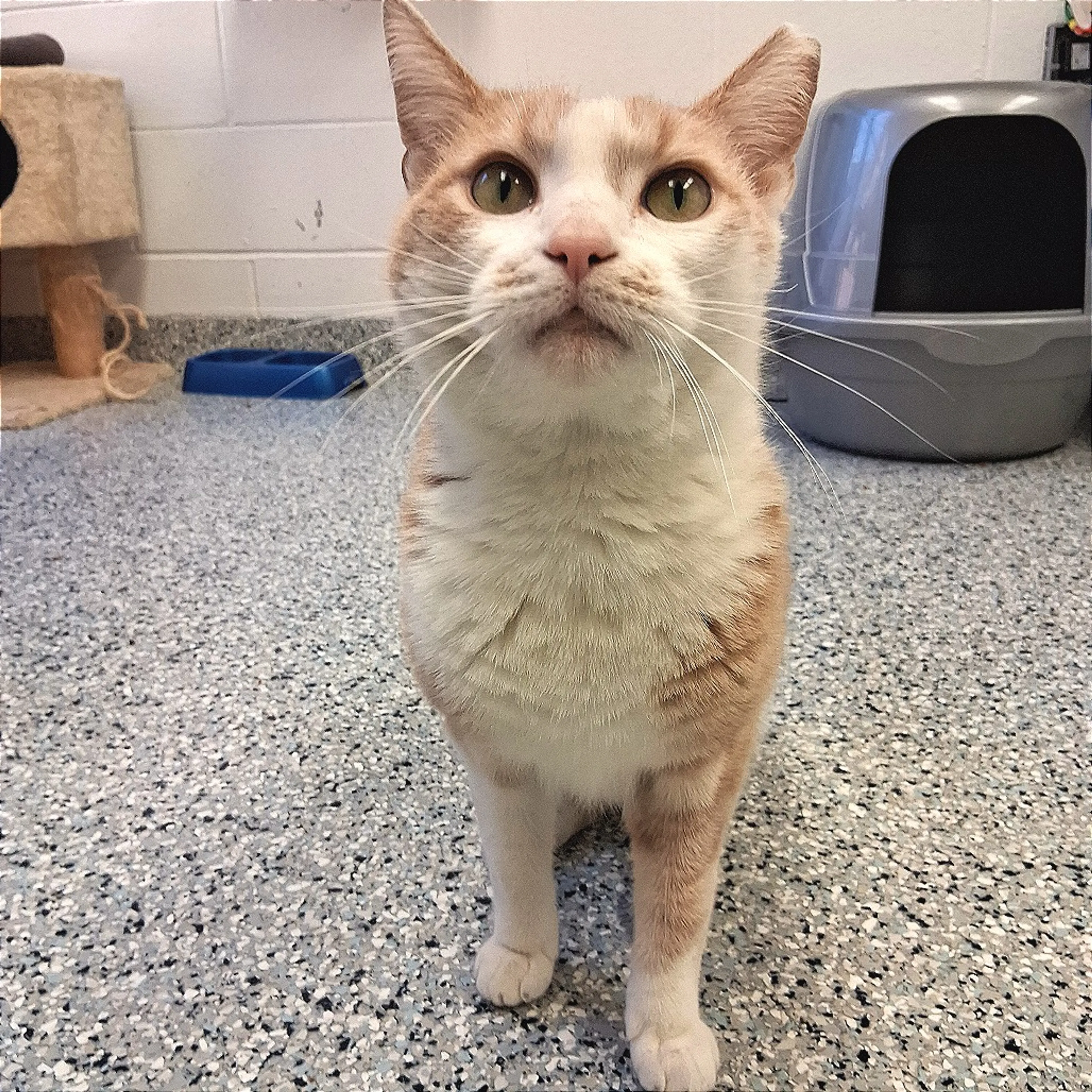 Found pet-6