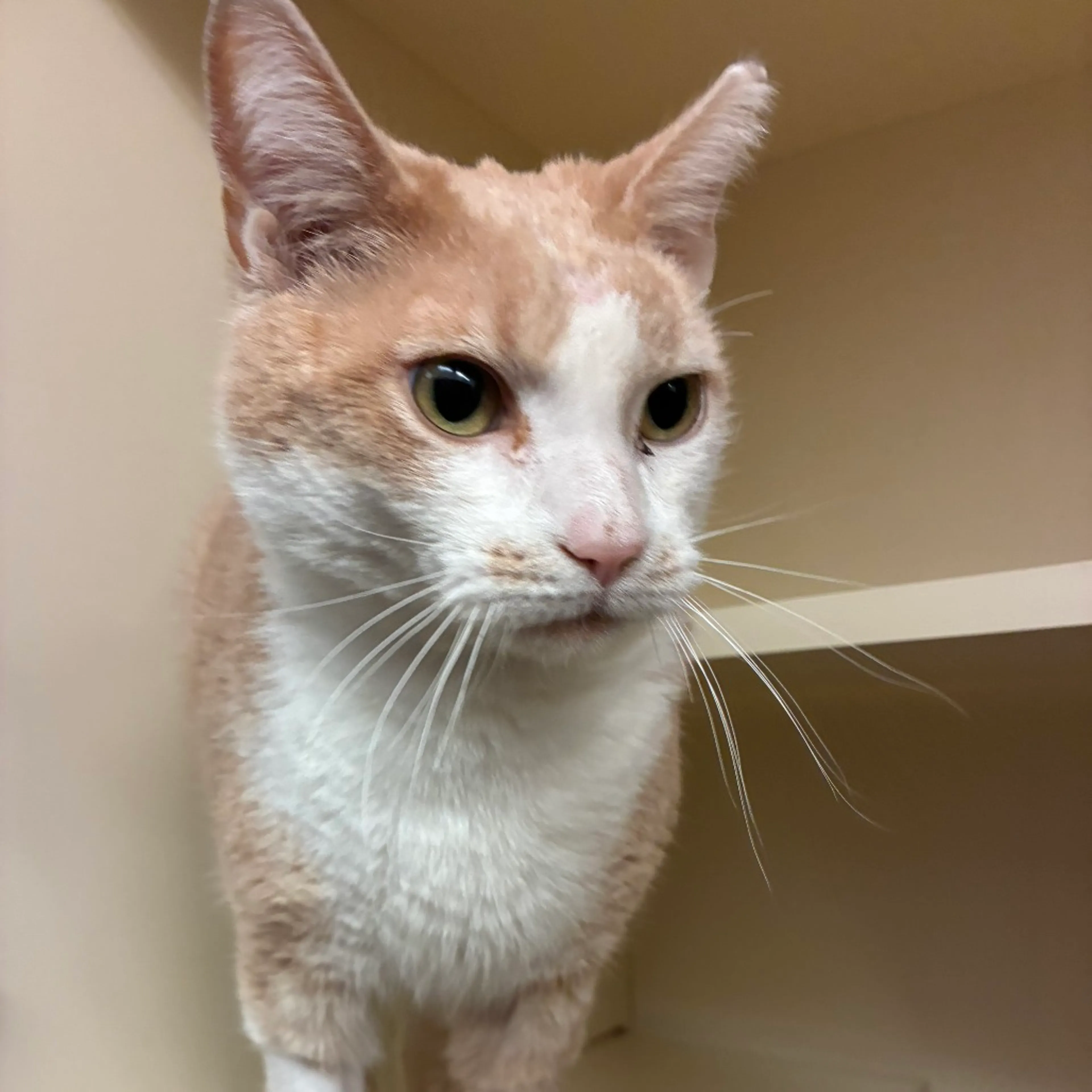 Found pet-2