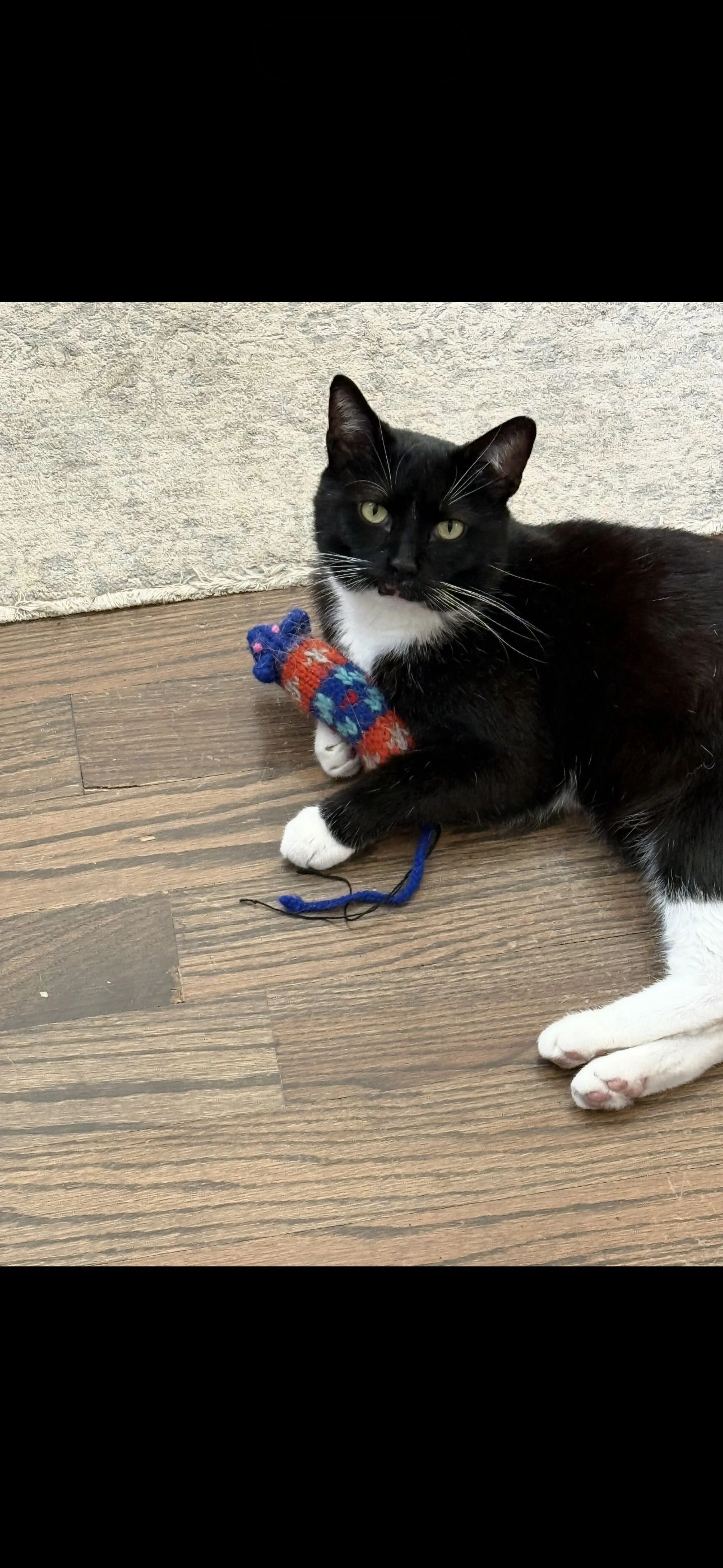 Lost pet-0