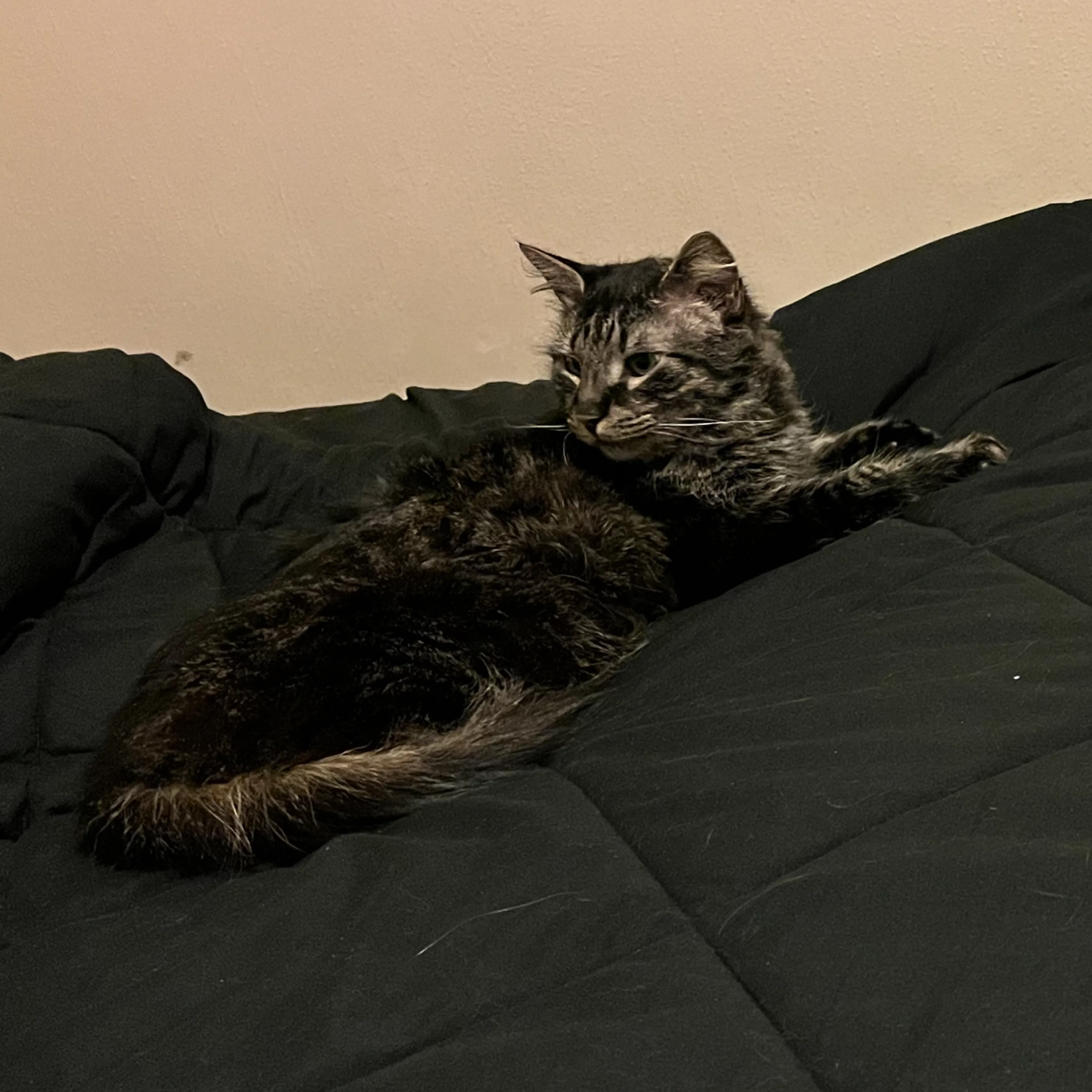 Lost pet-1