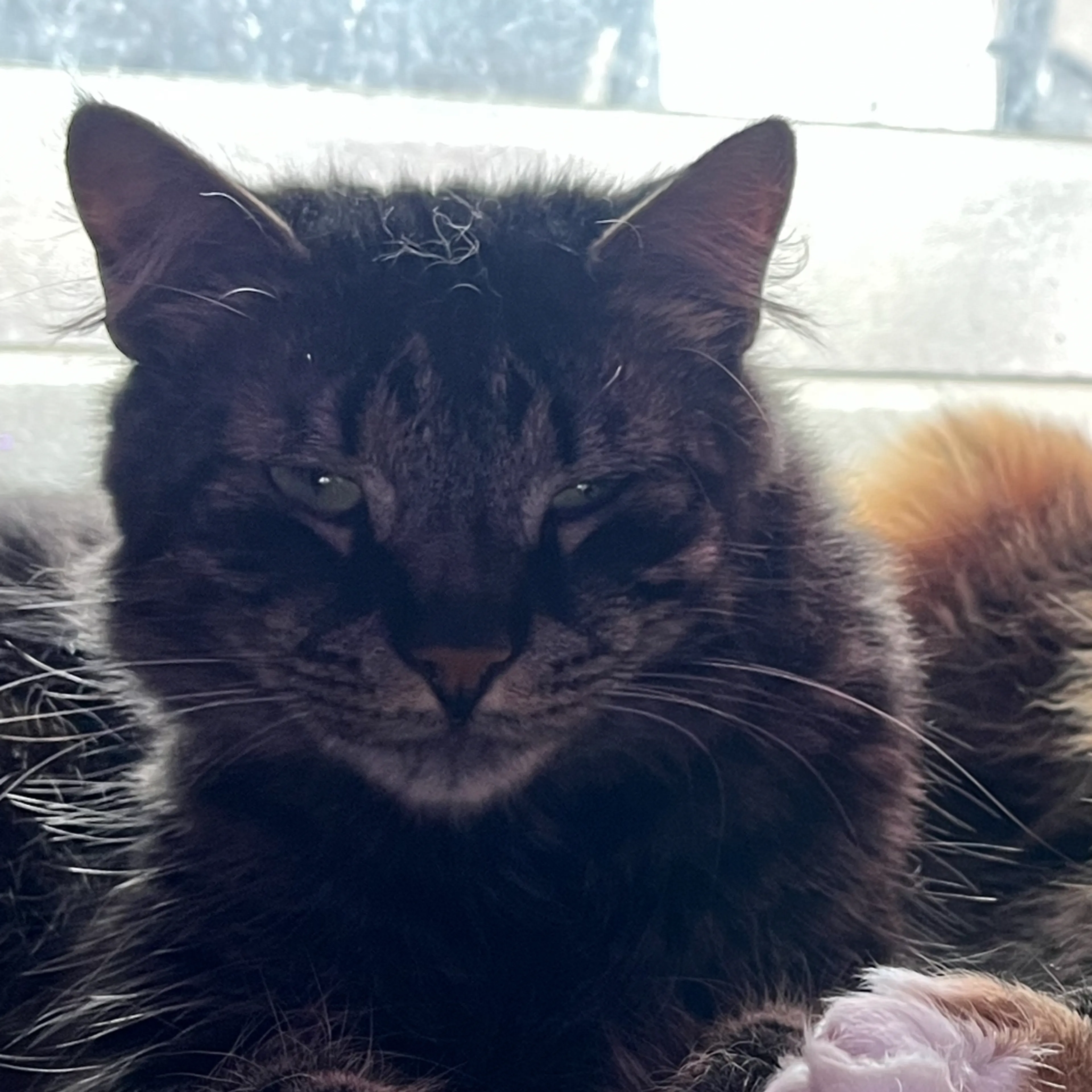 Lost pet-2