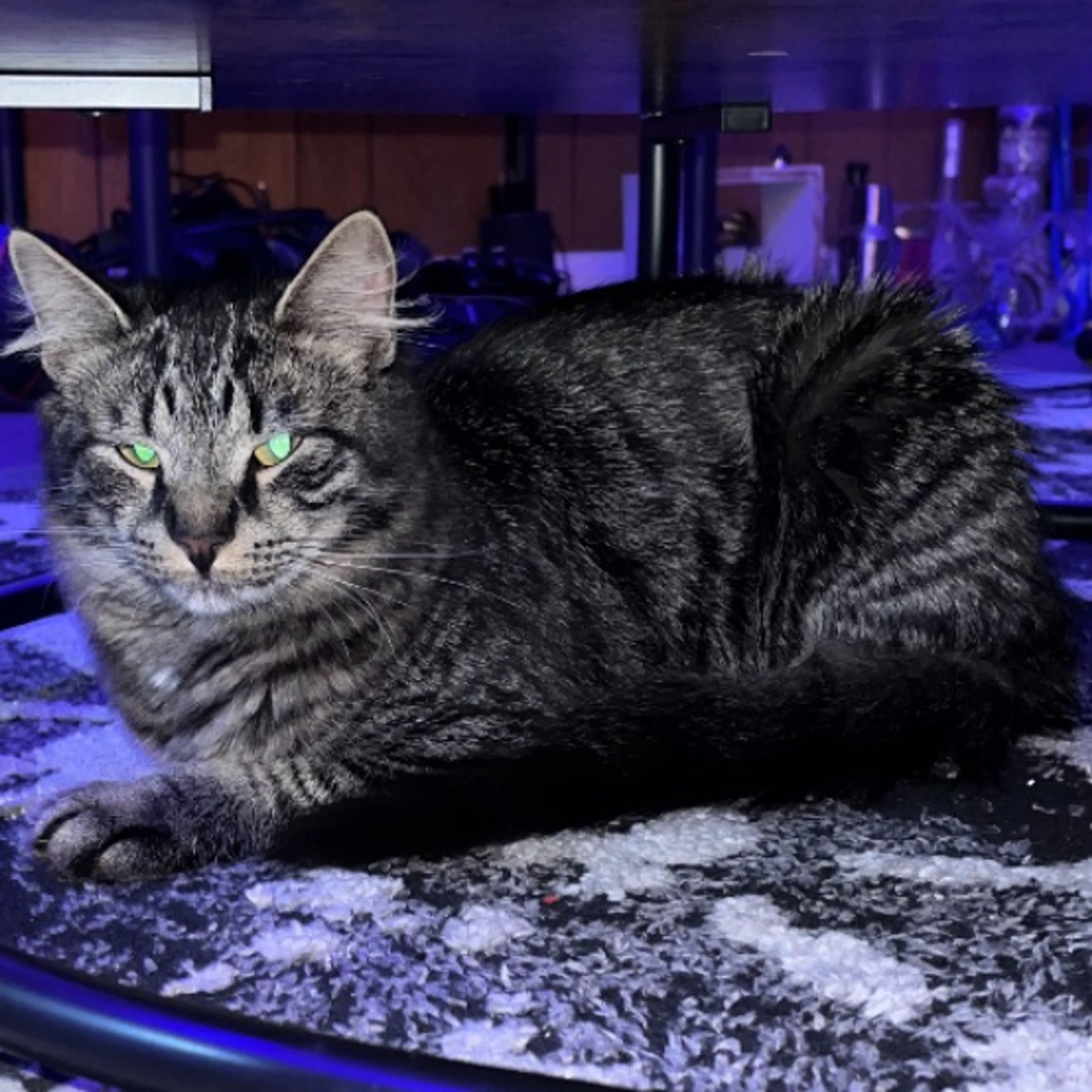 Lost pet-0