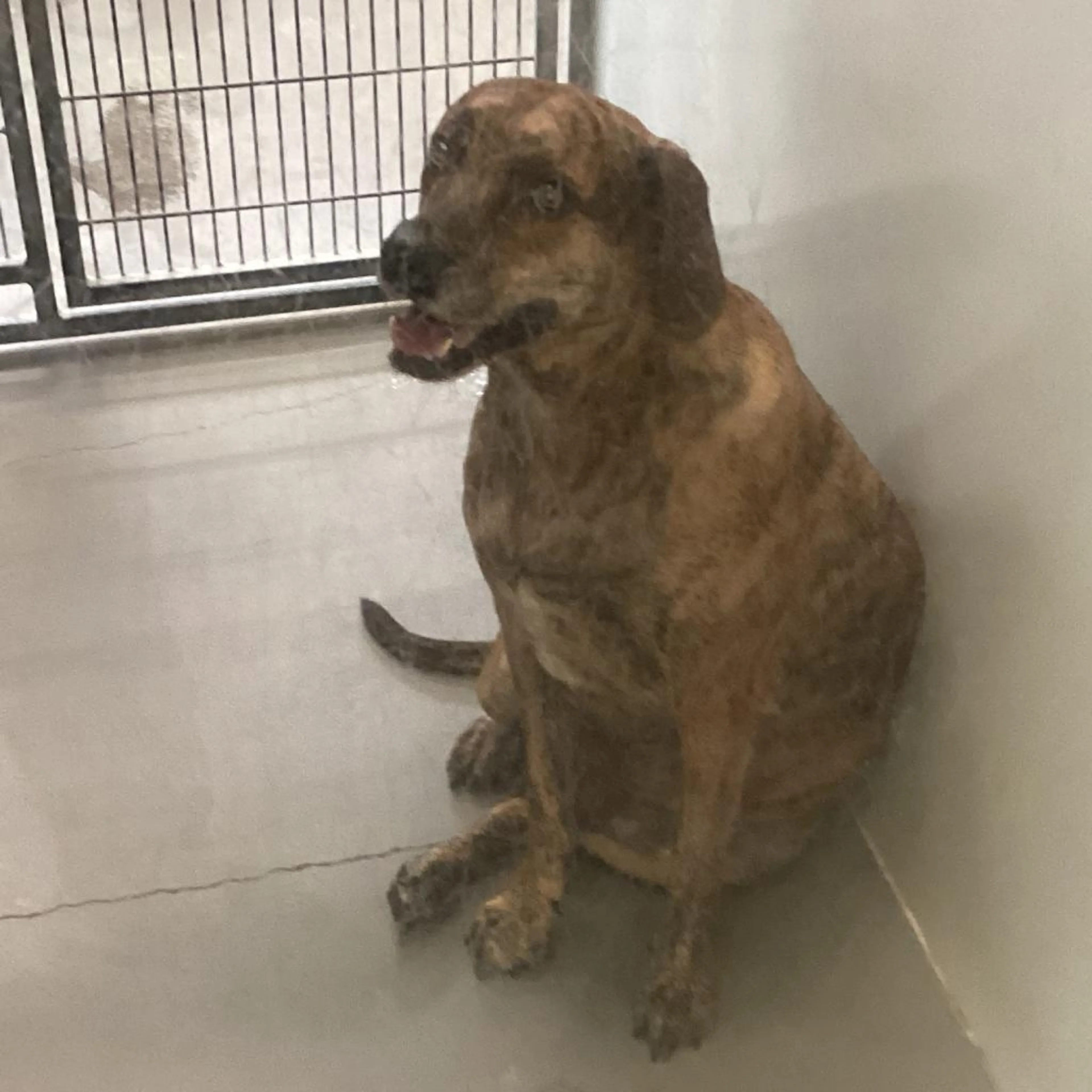 Found pet-1