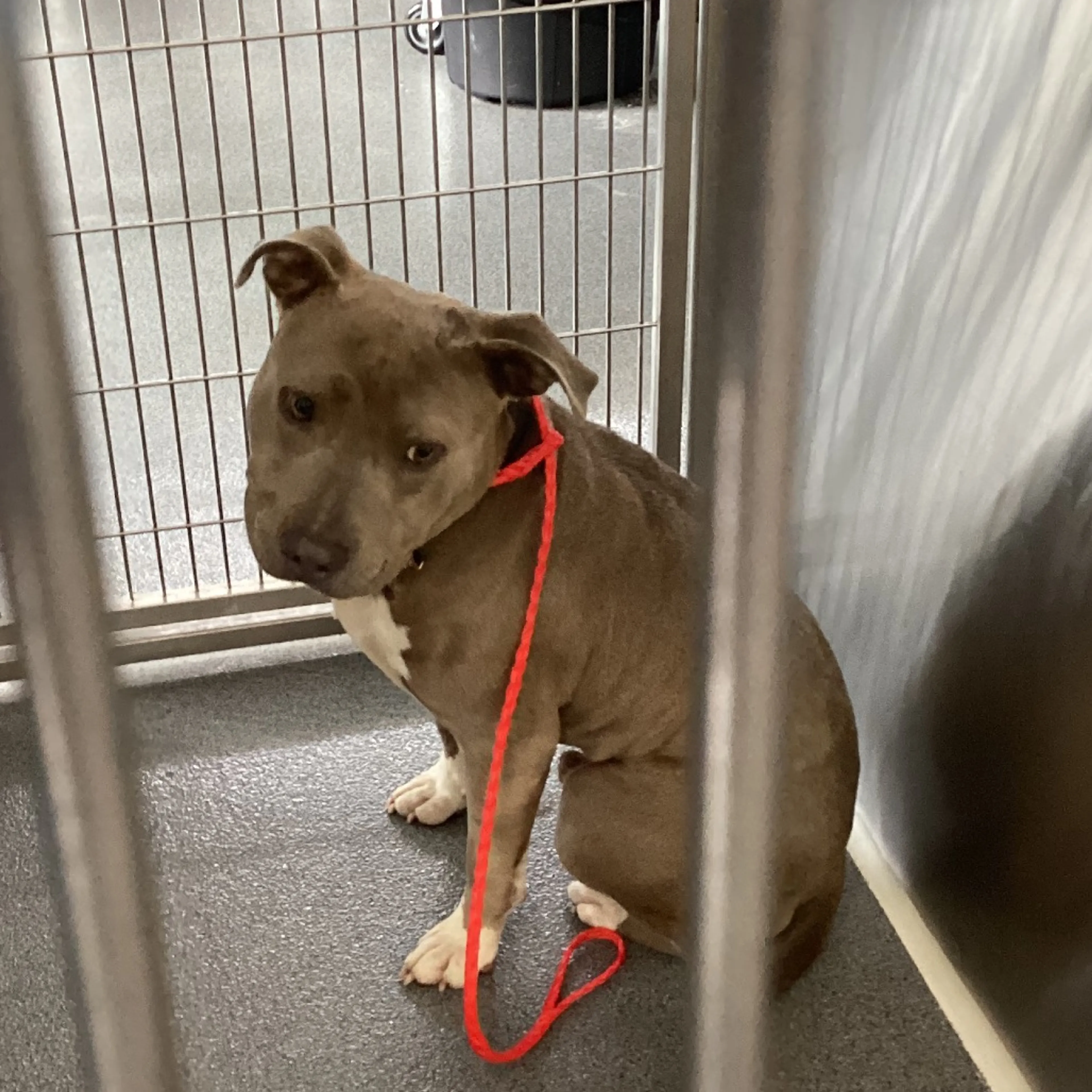 Found pet-1