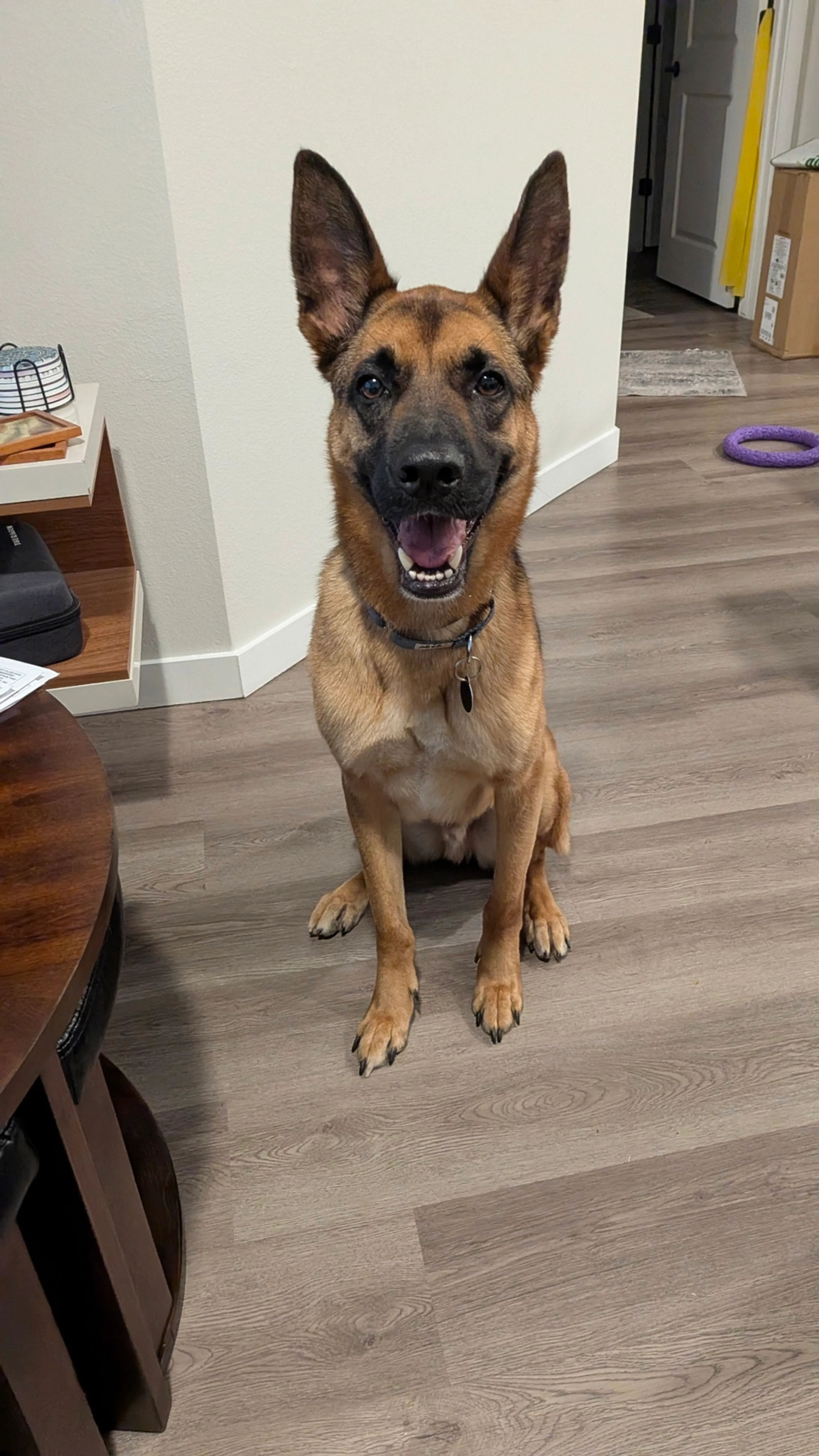 Found pet-3