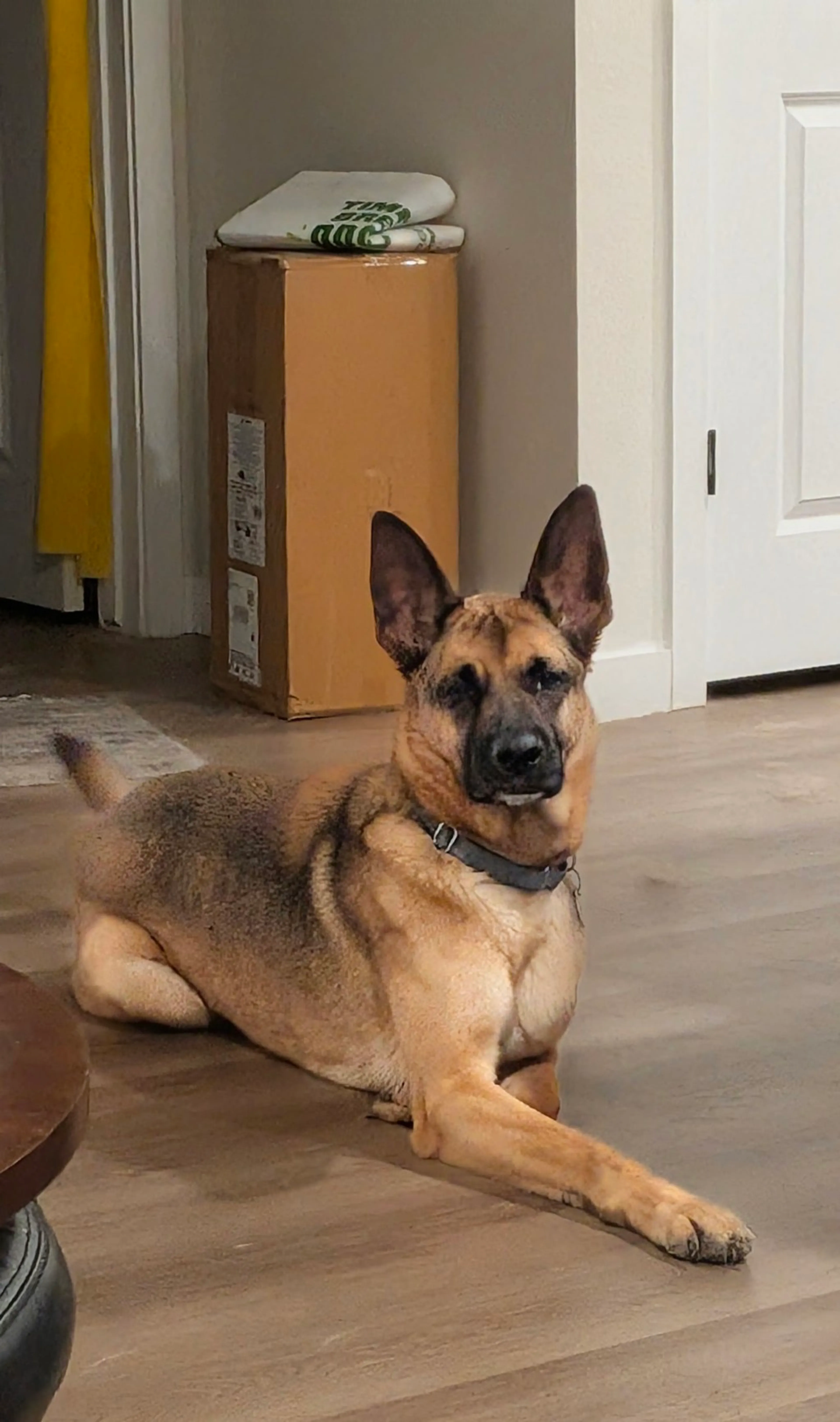Found pet-2
