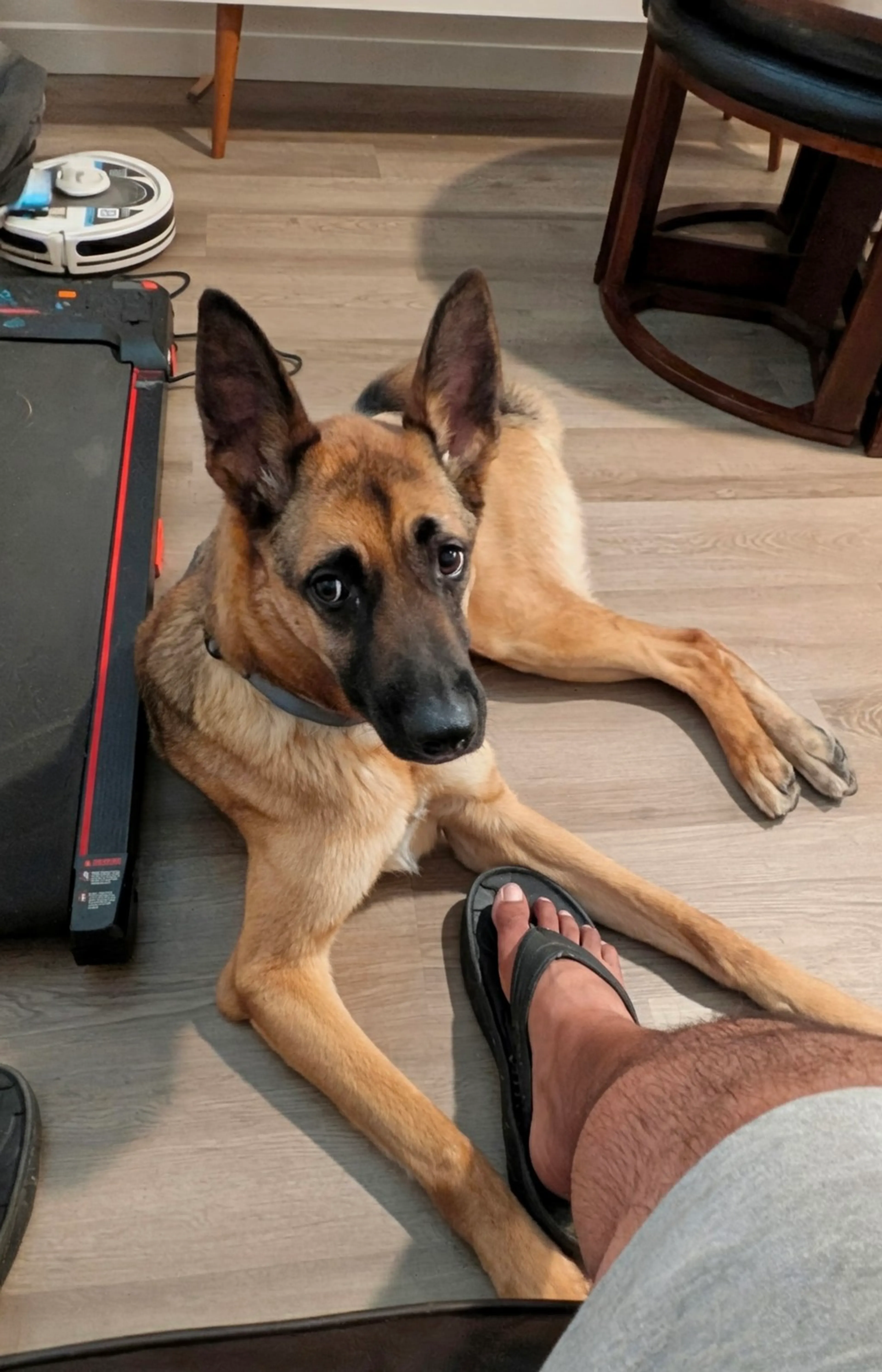Found pet-1