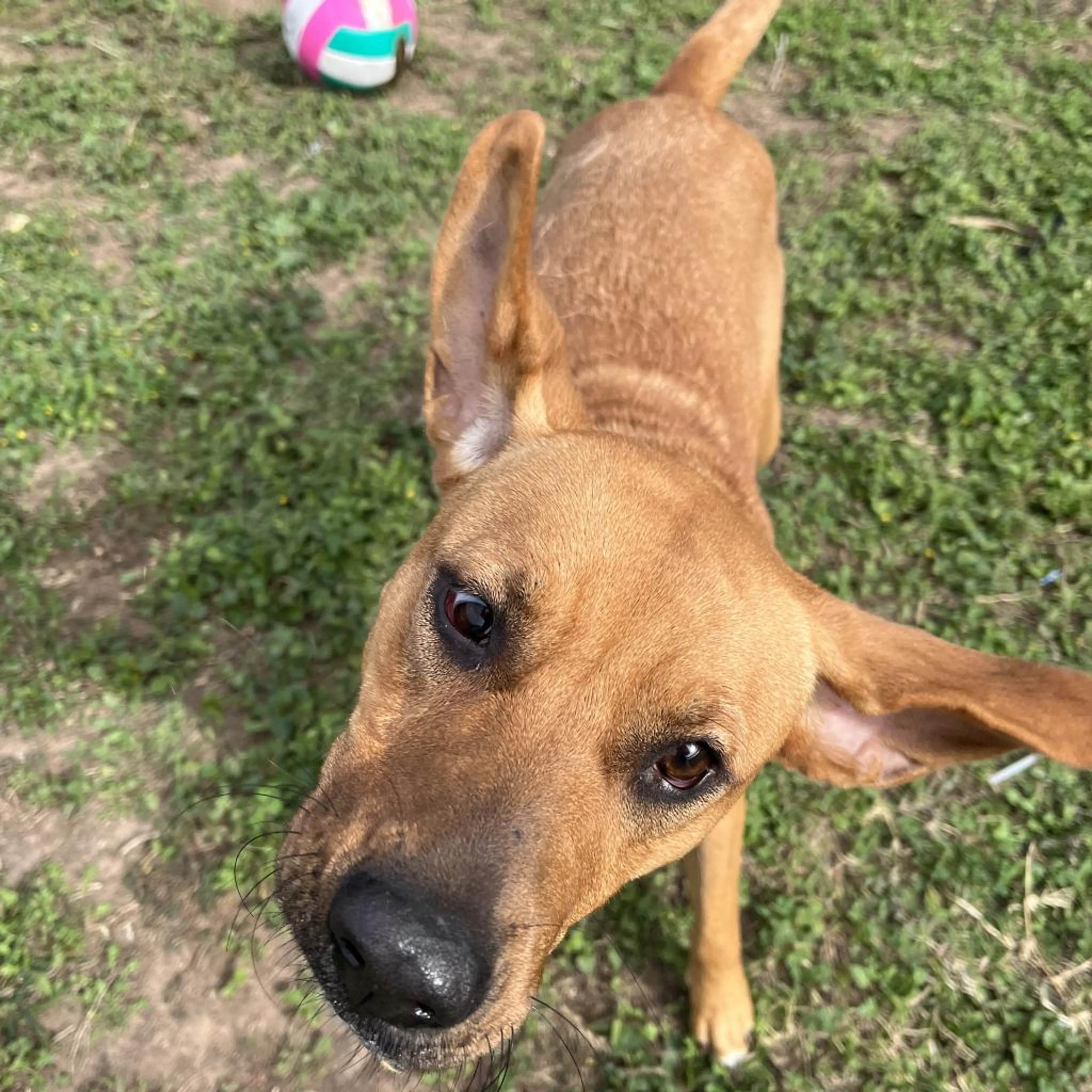 Found pet-3
