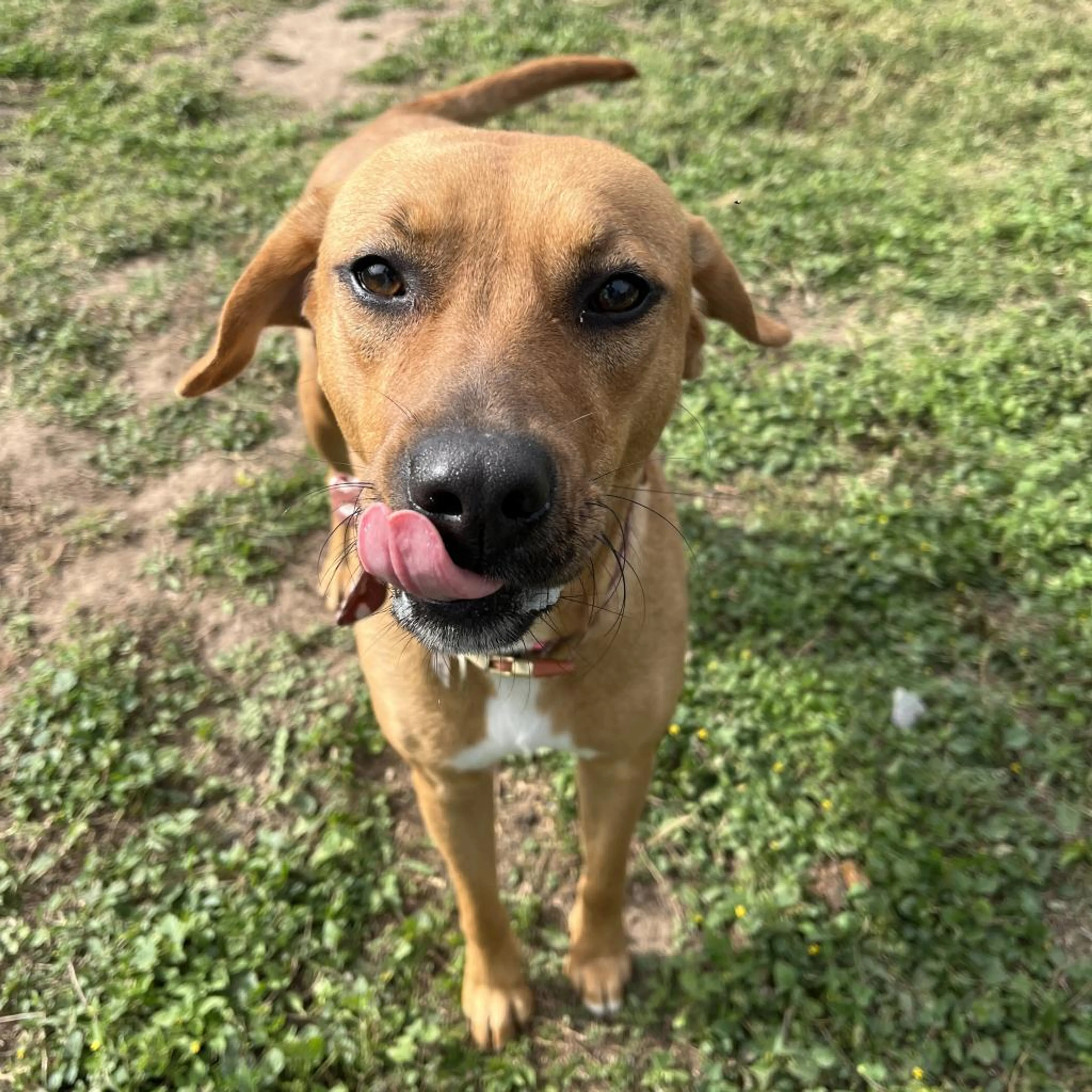 Found pet-2