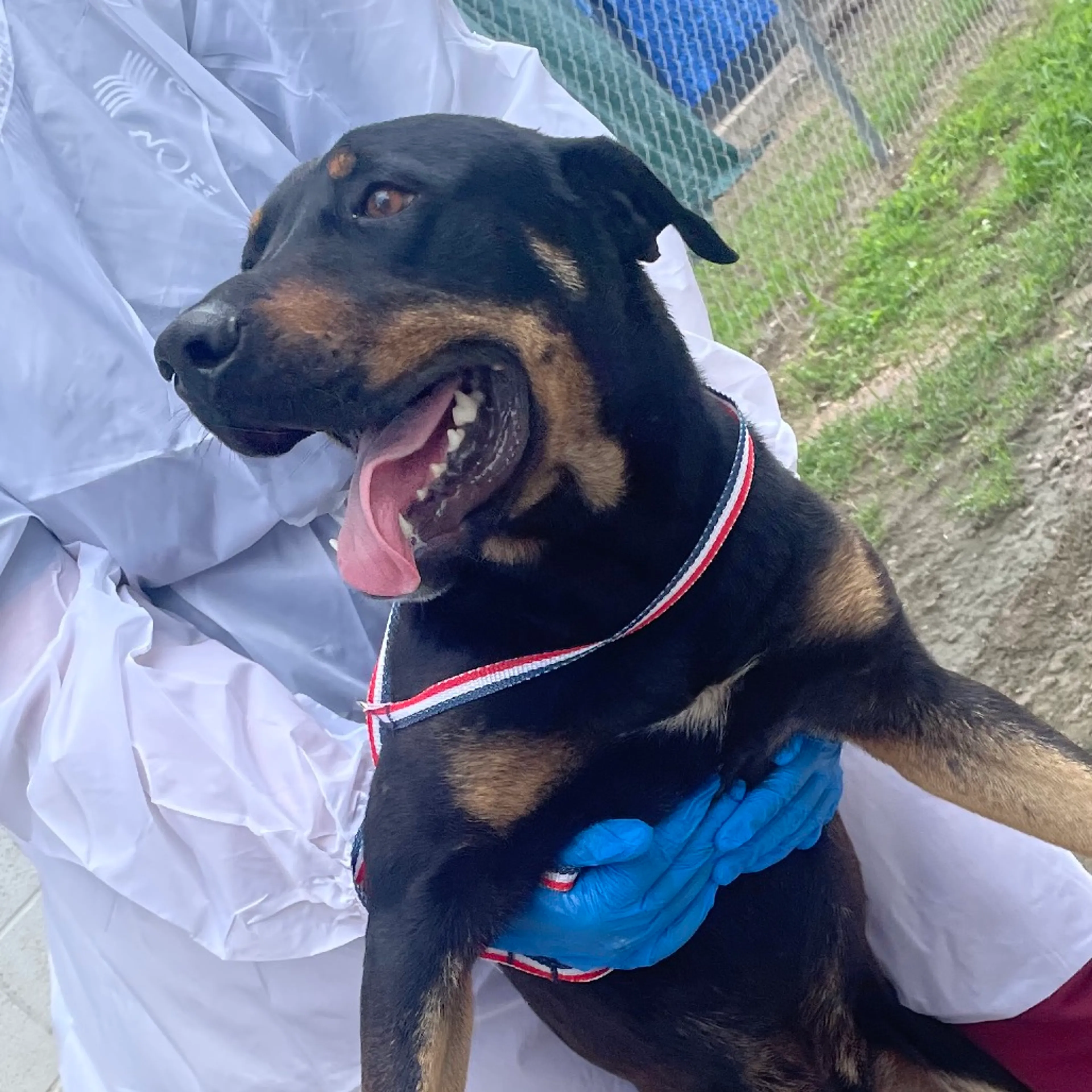 Found pet-1
