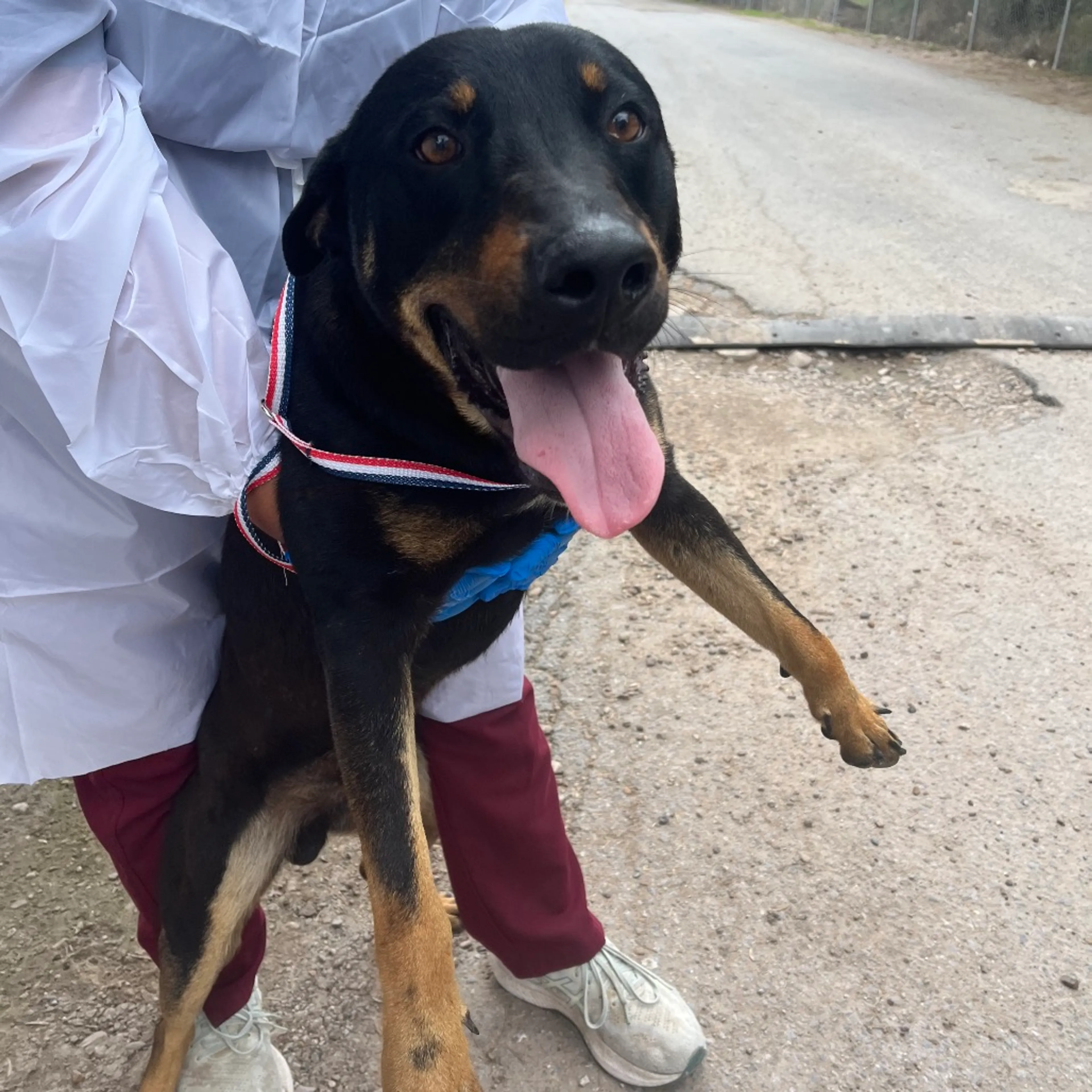 Found pet-2