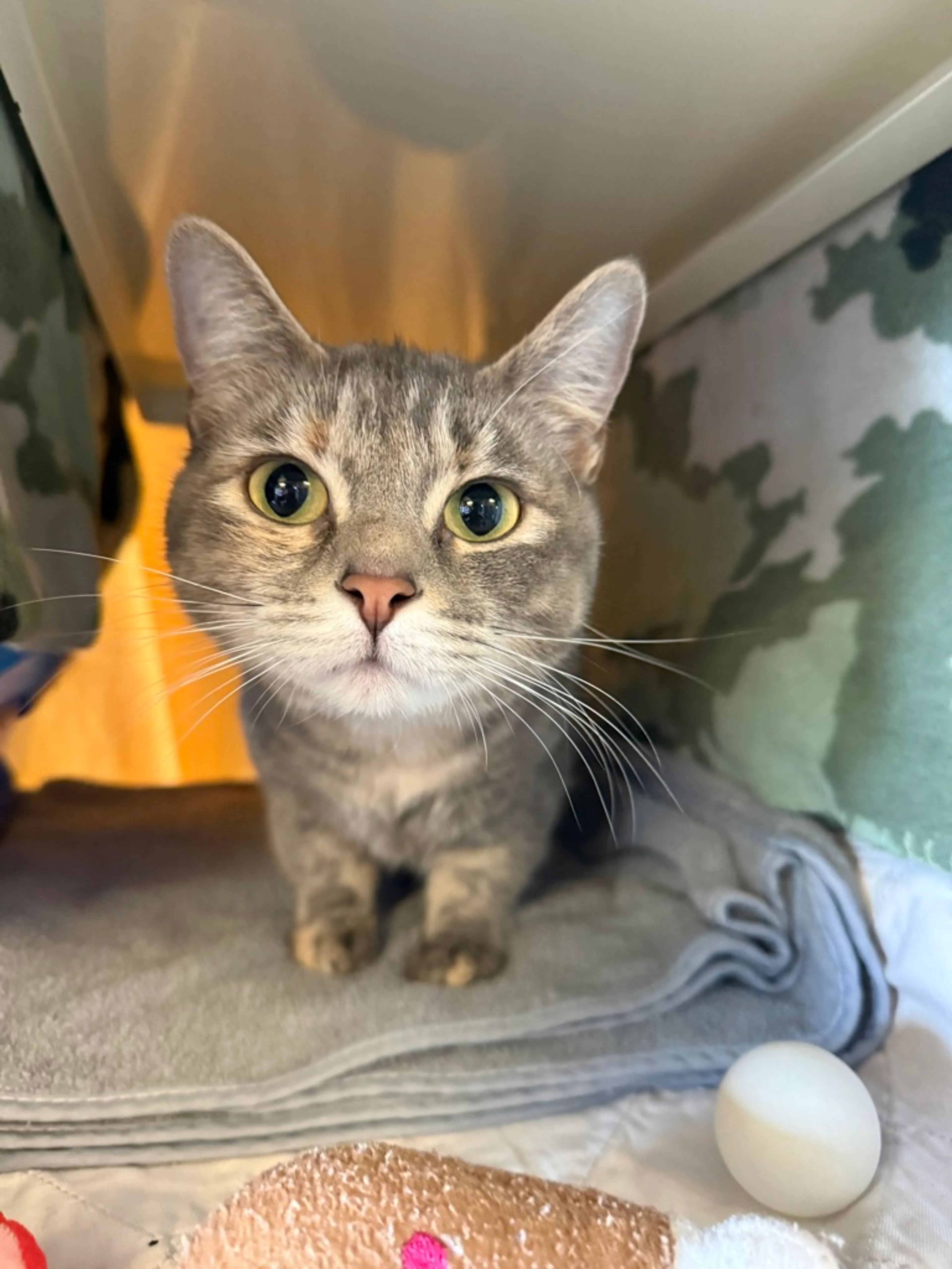 Found pet-1