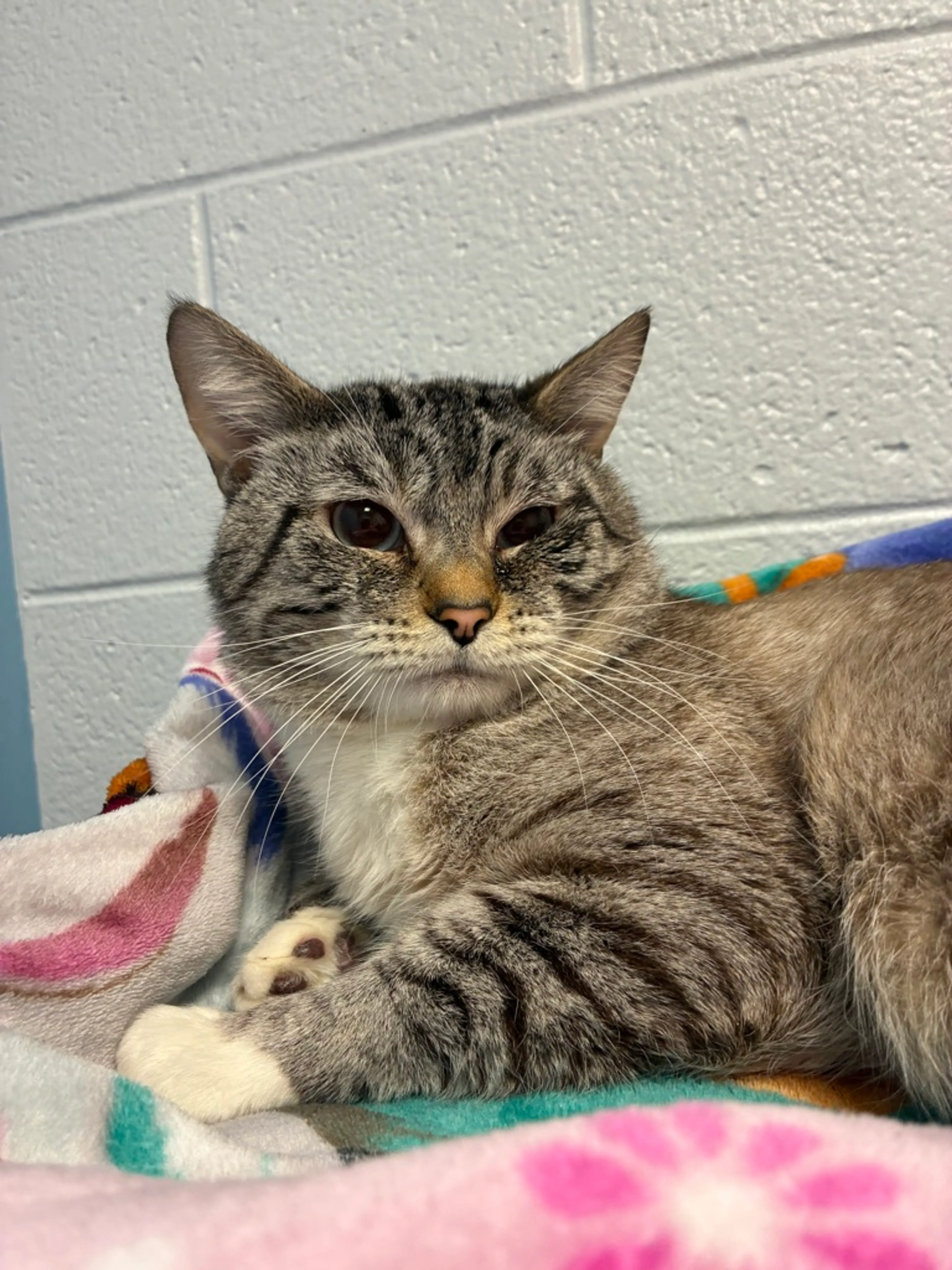 Found pet-3