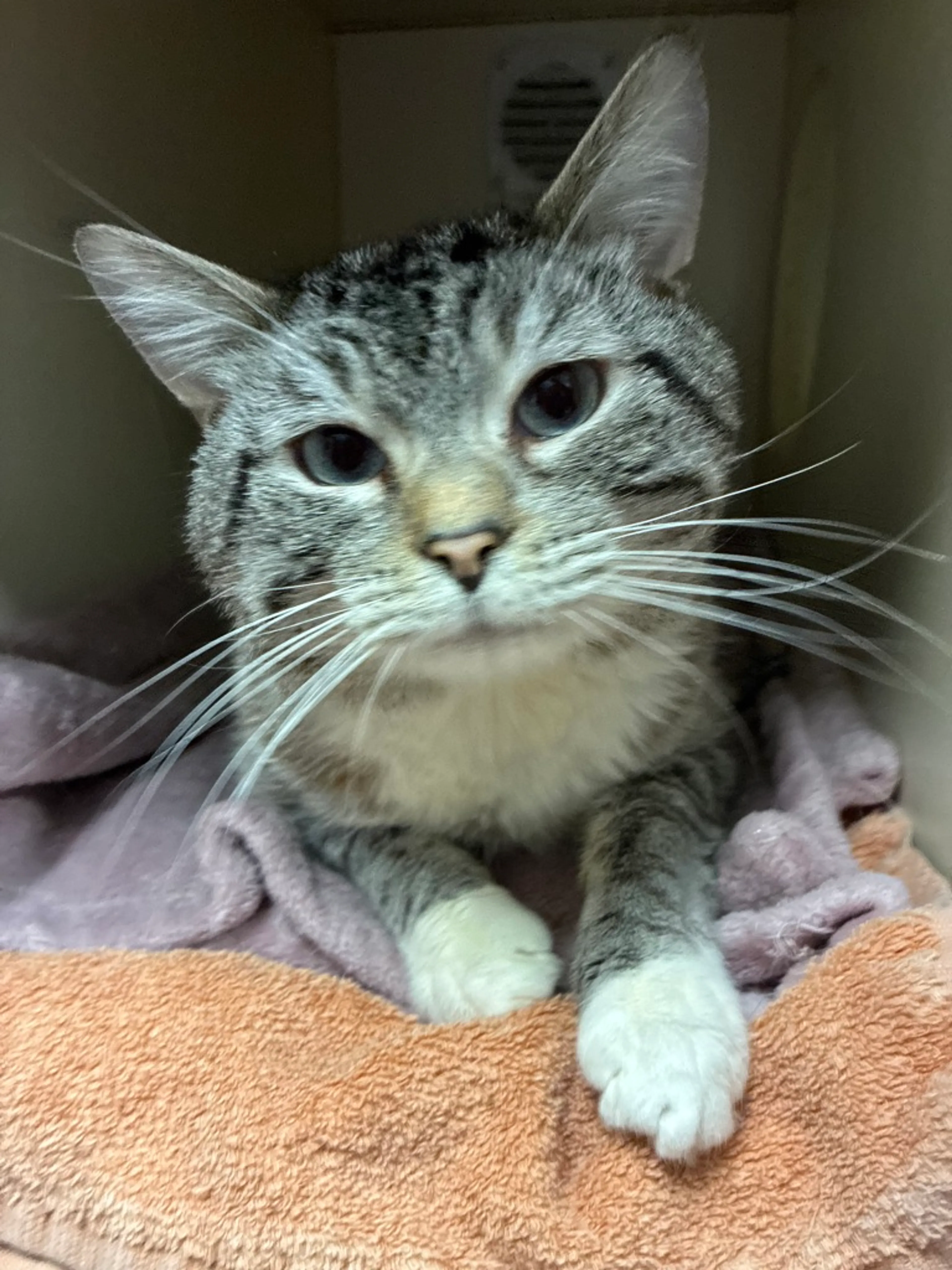 Found pet-2