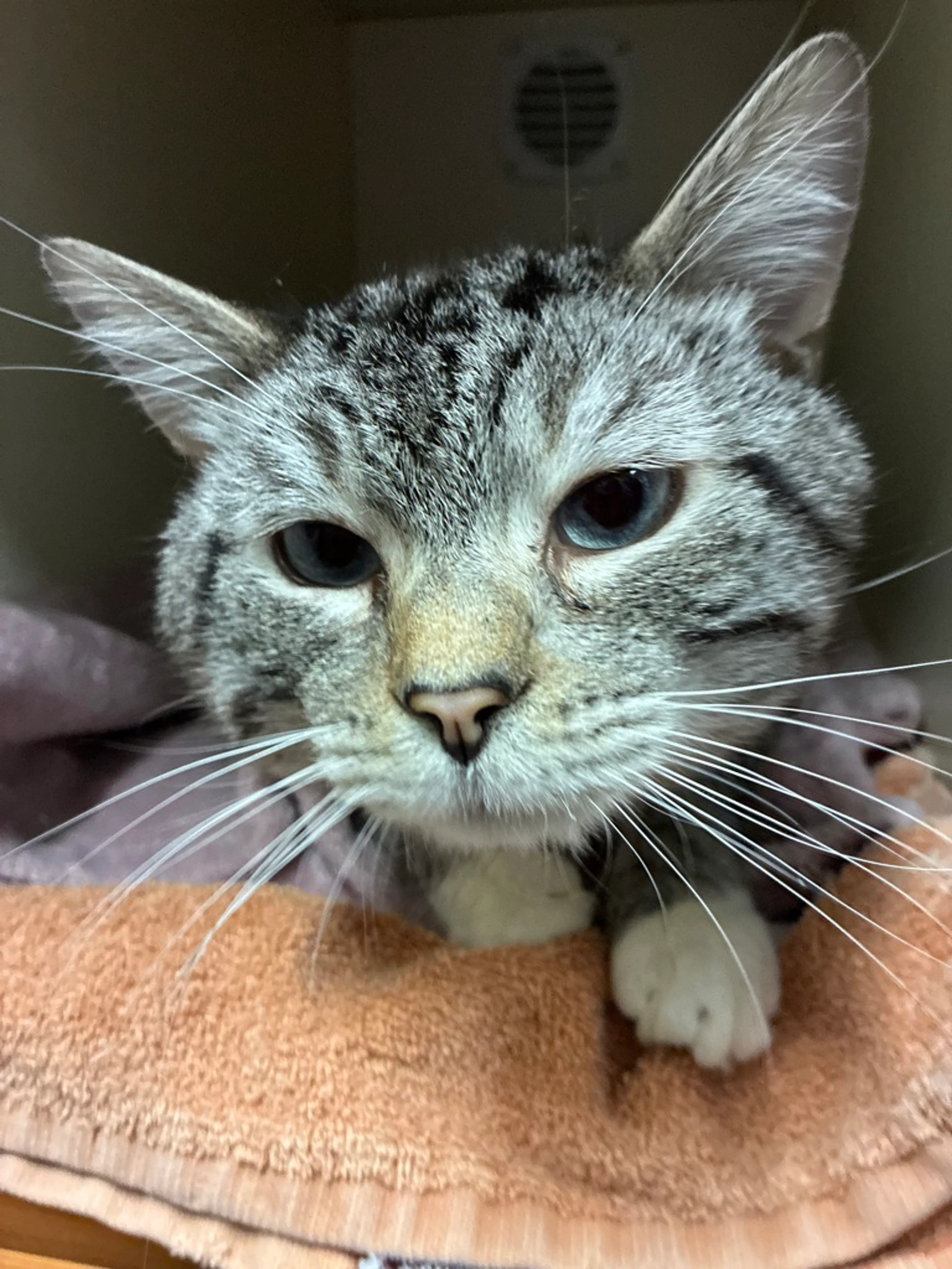 Found pet-1