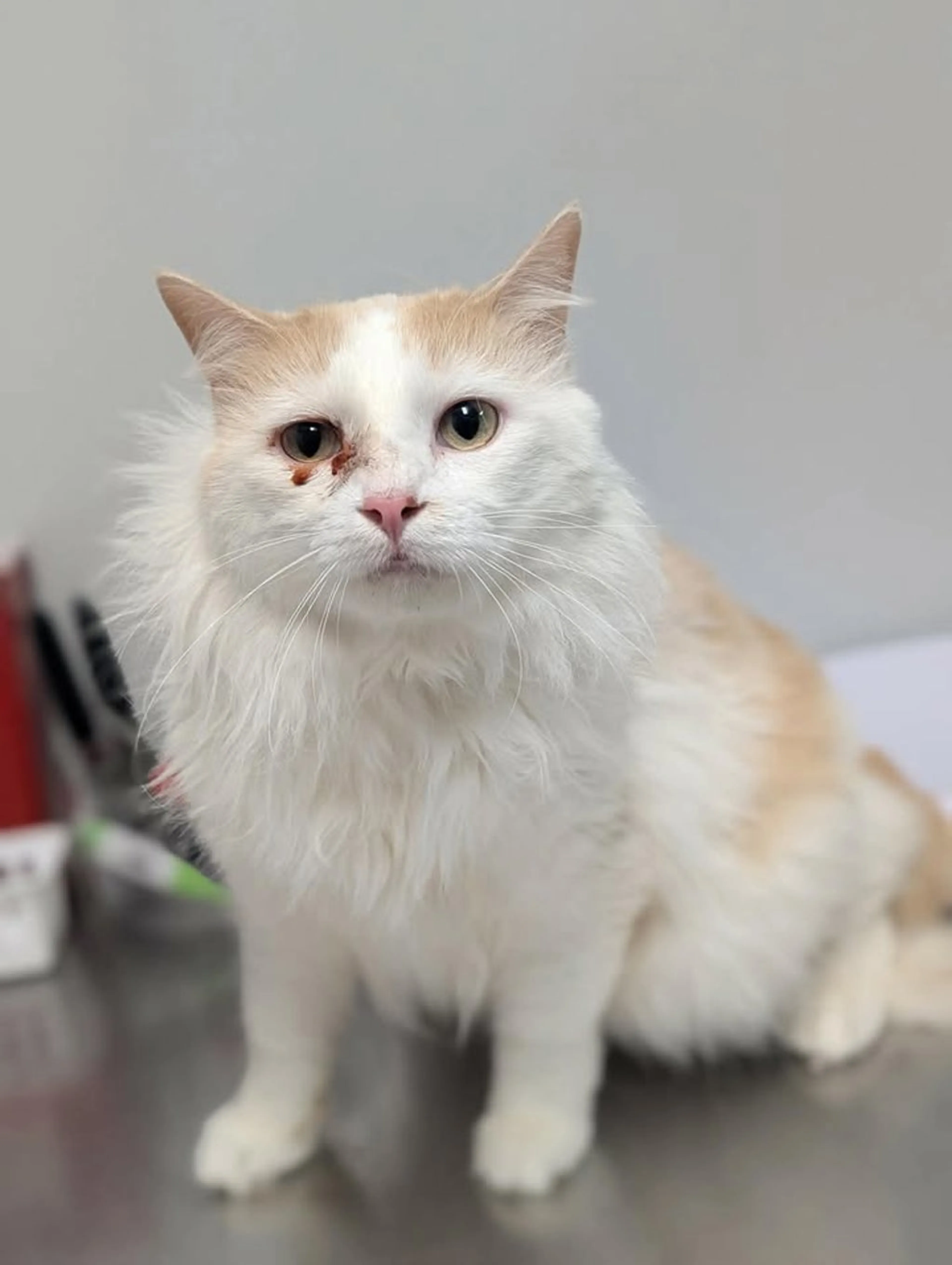 Found pet-1