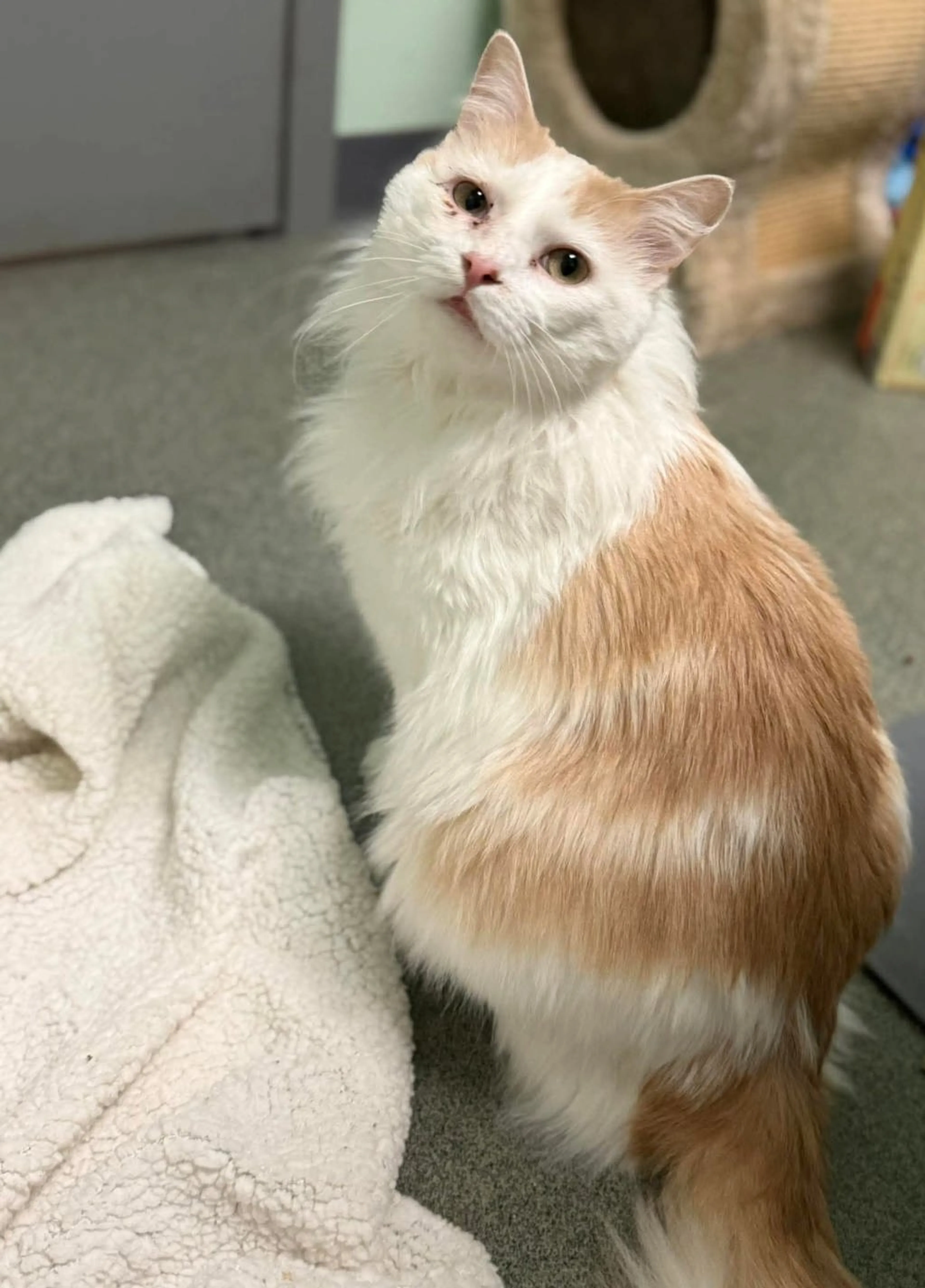 Found pet-0