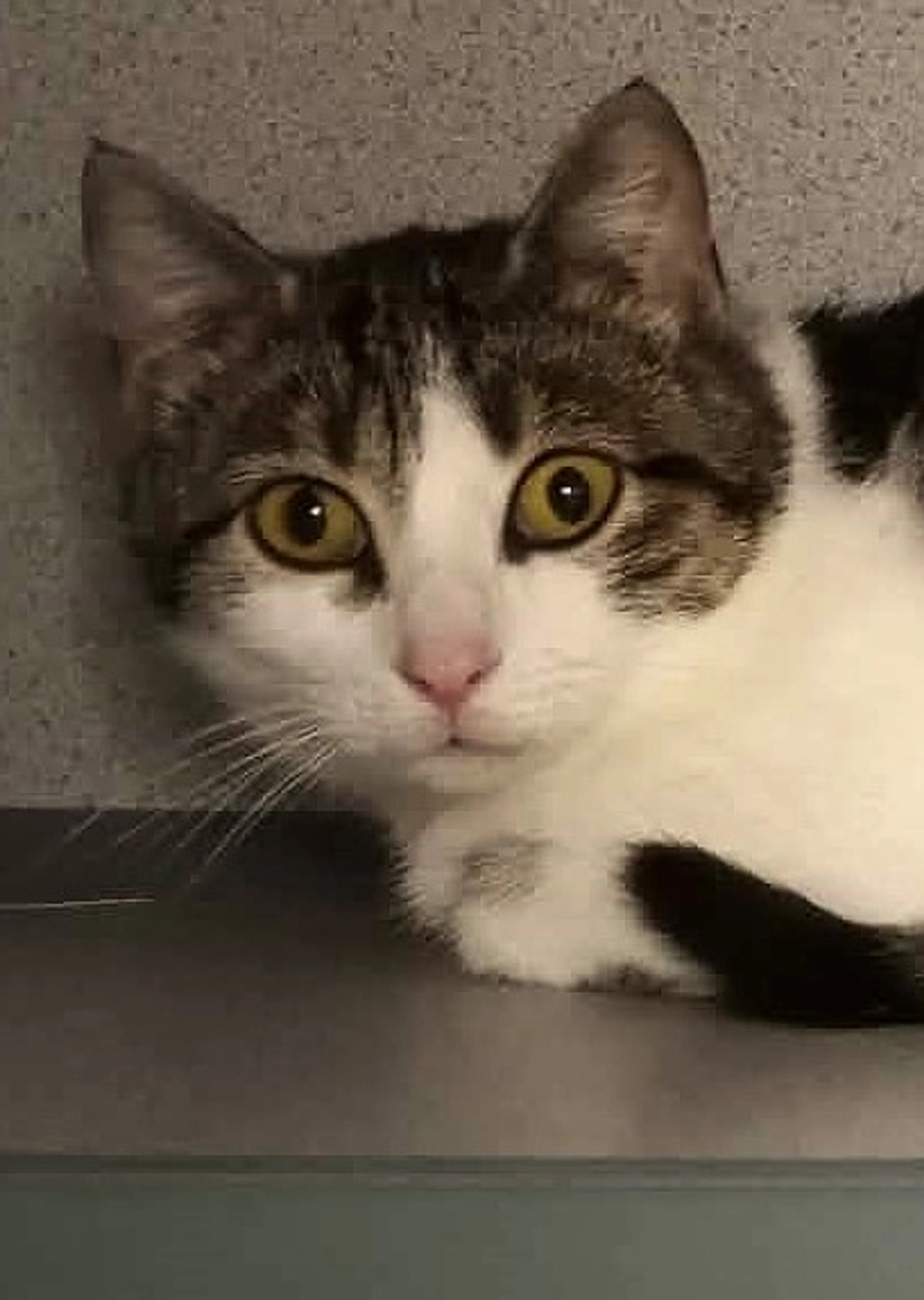 Found pet-2