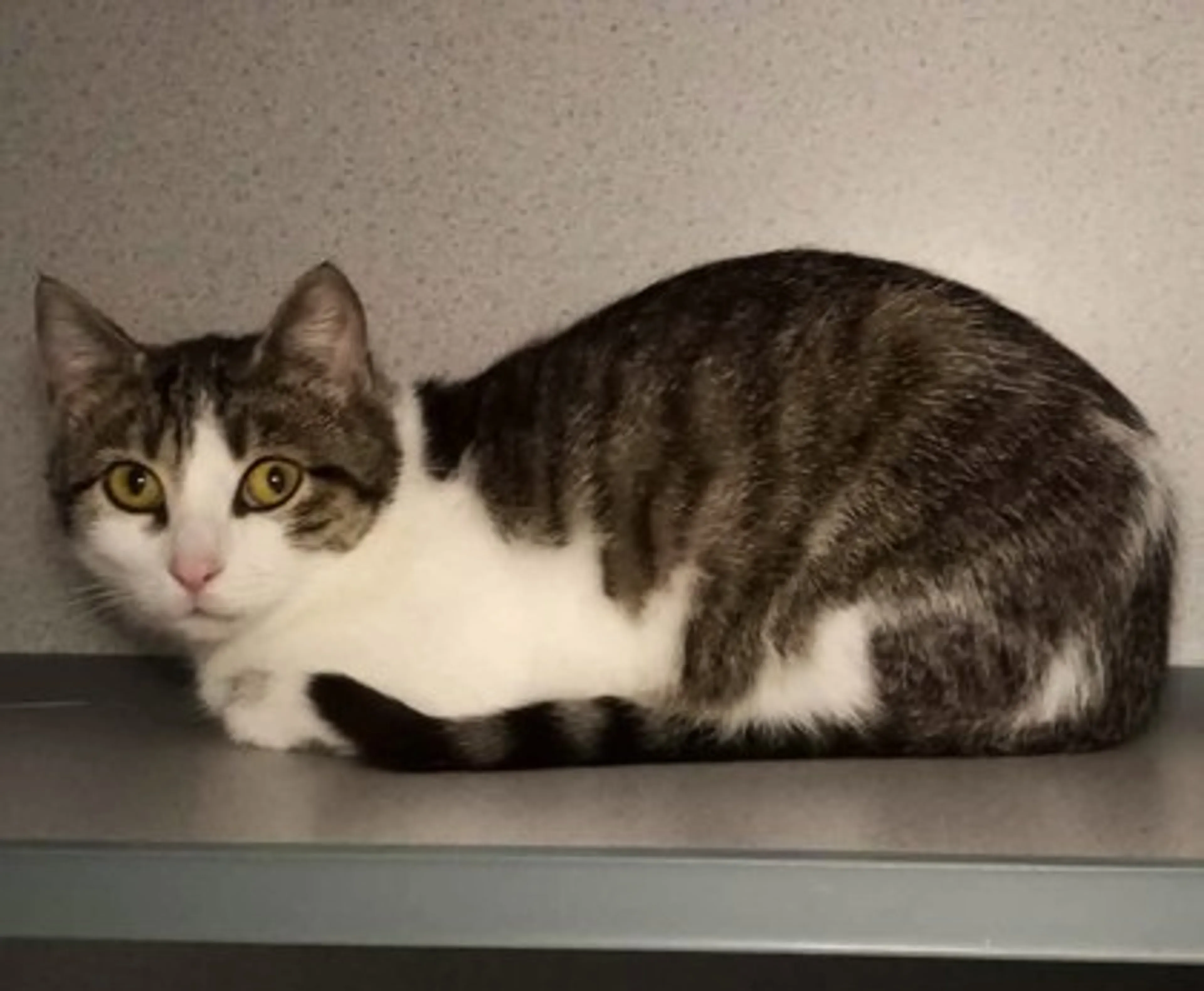Found pet-1