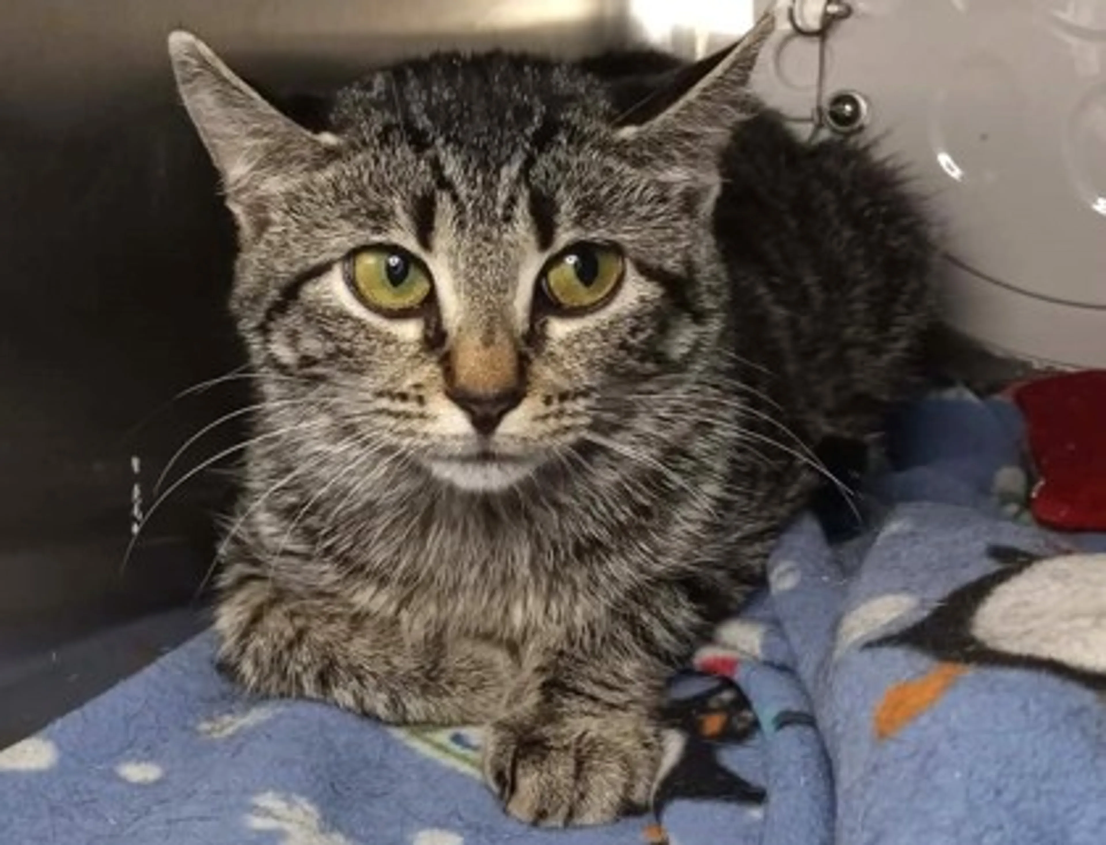 Found pet-1