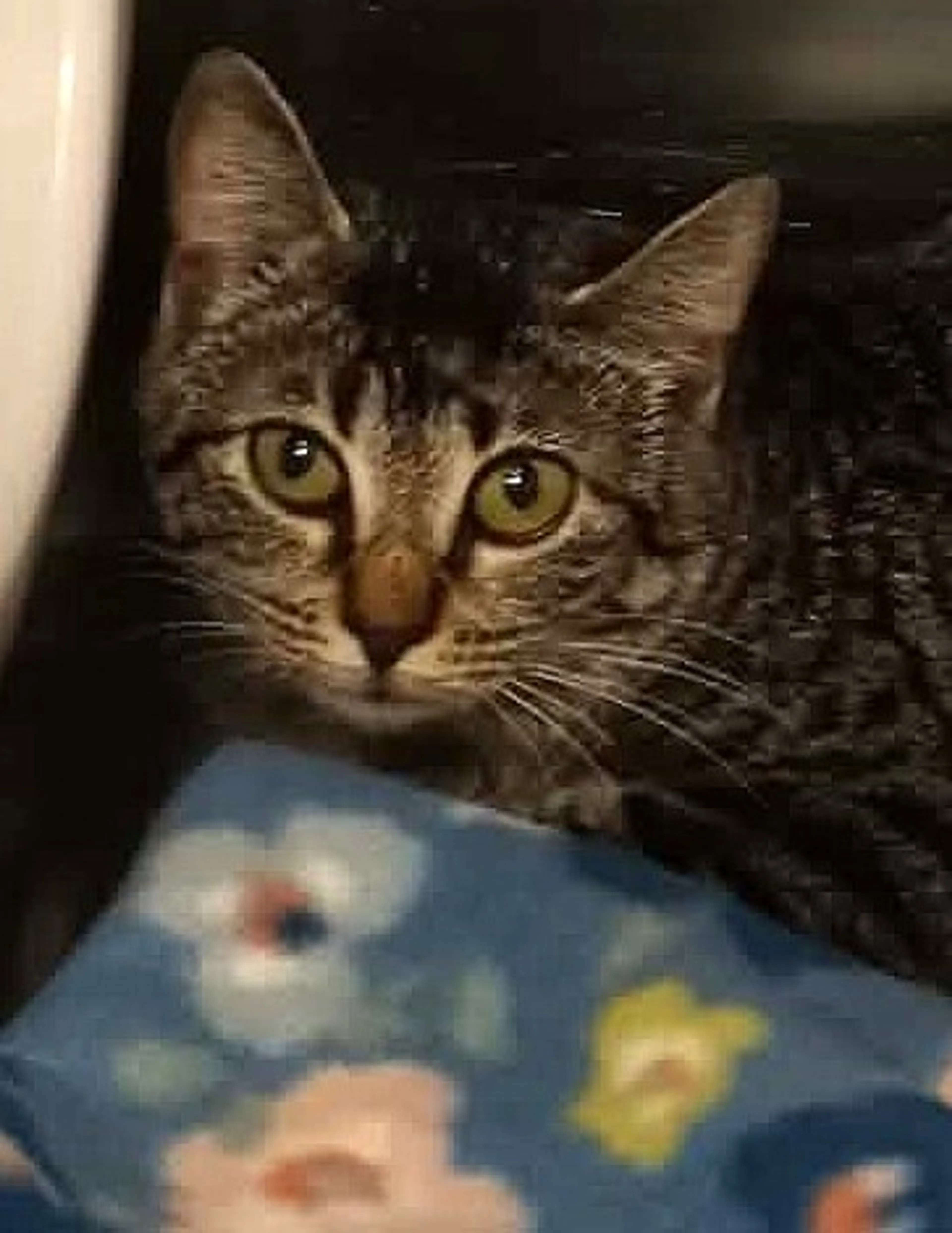 Found pet-2