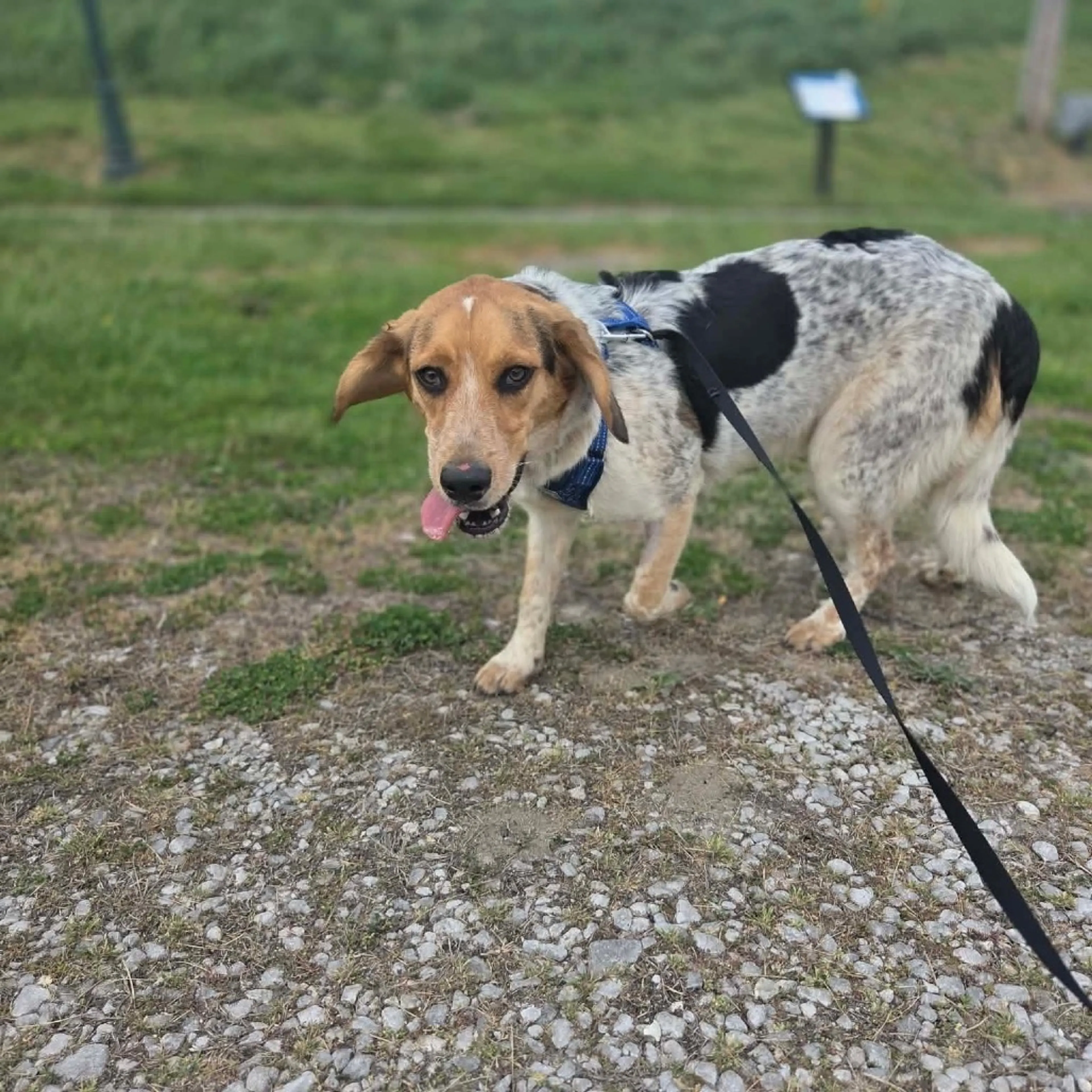 Found pet-12