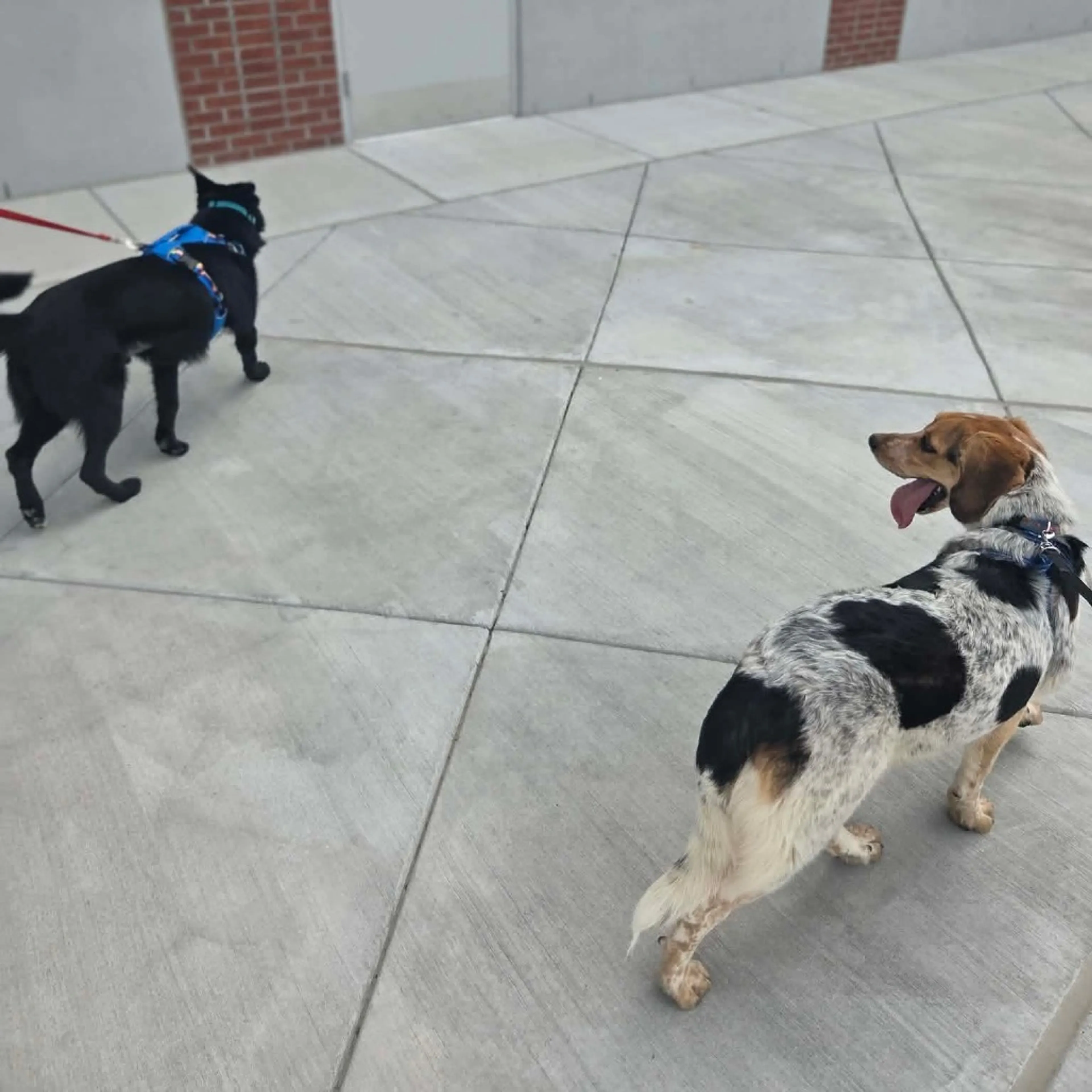 Found pet-11