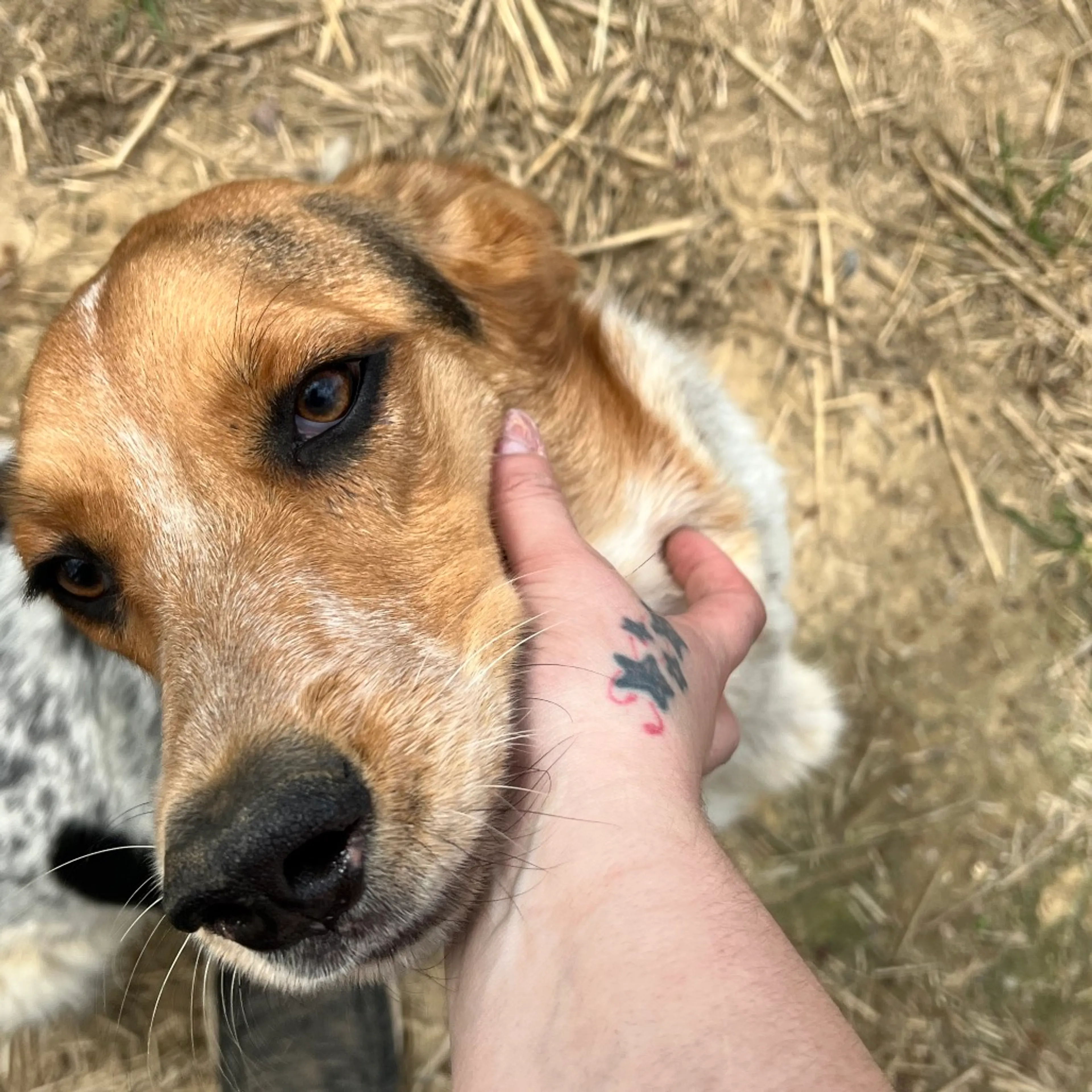 Found pet-7