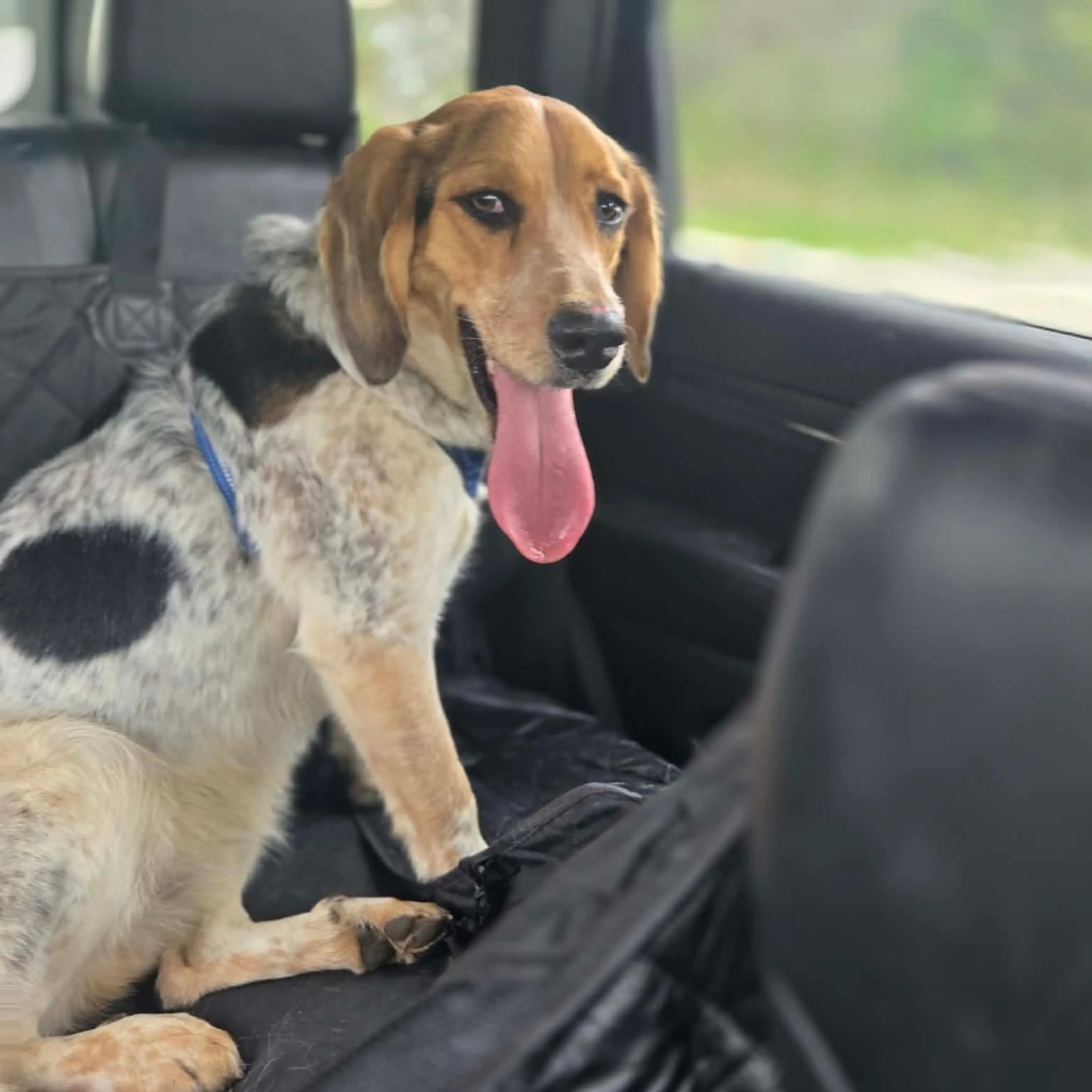 Found pet-10