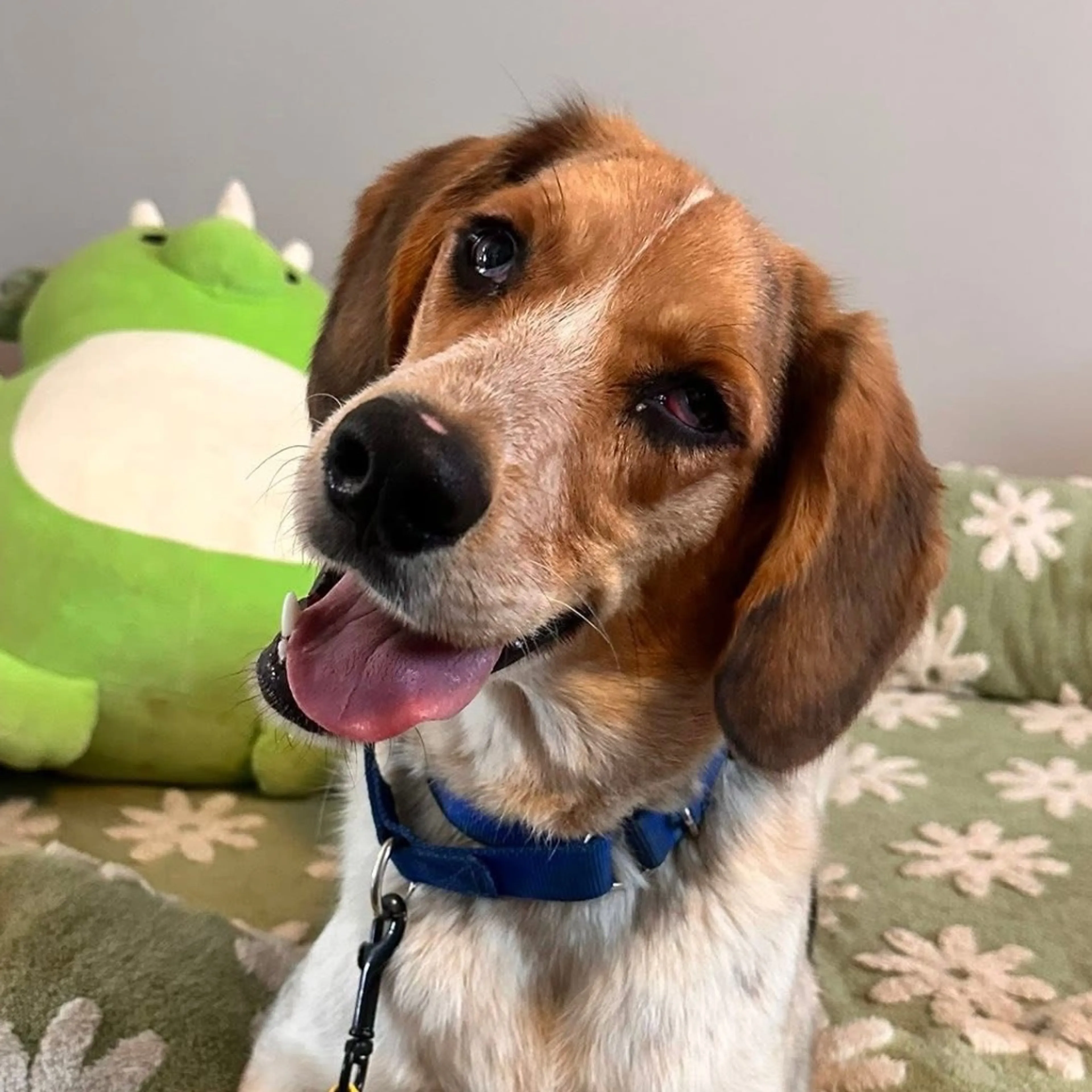 Found pet-18