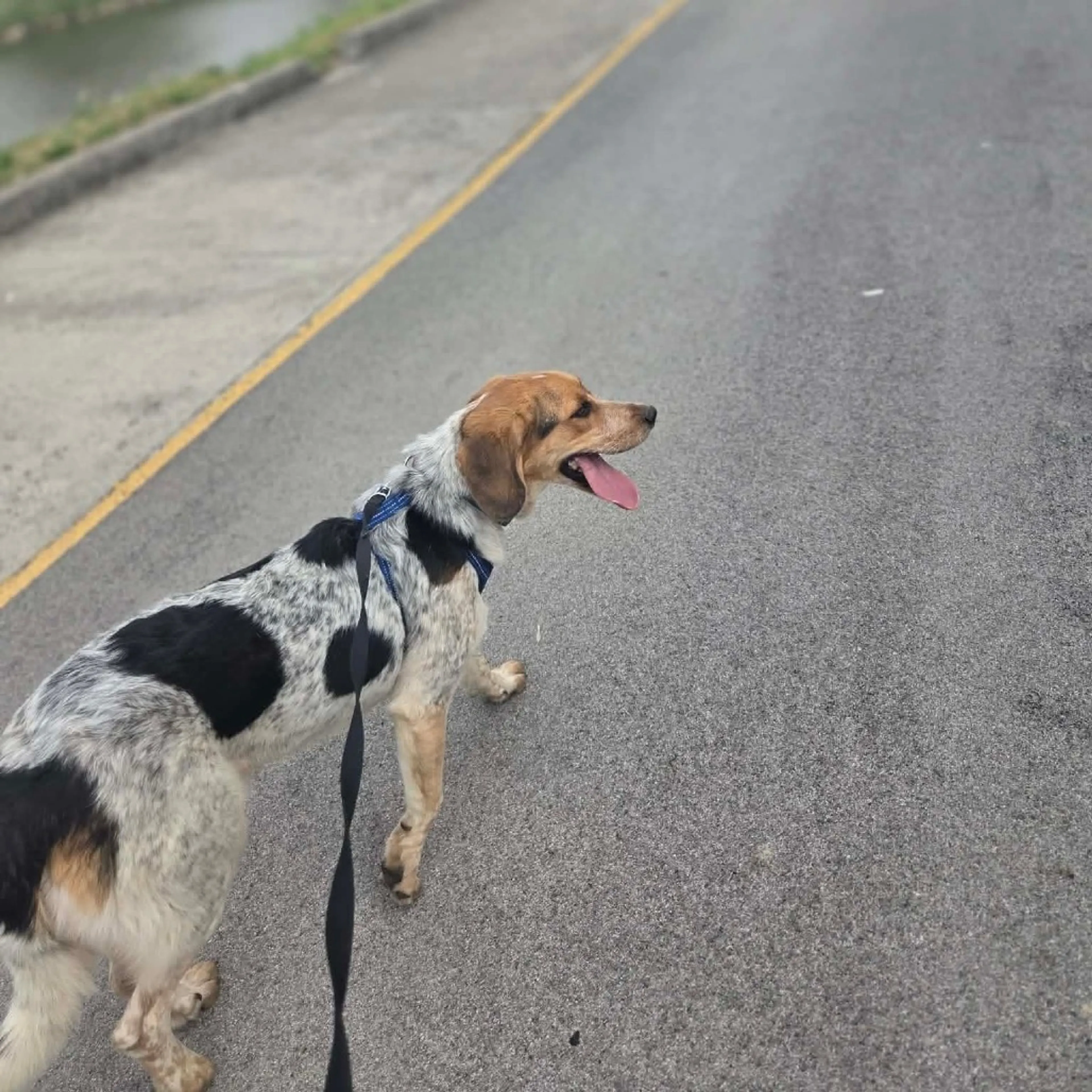 Found pet-14