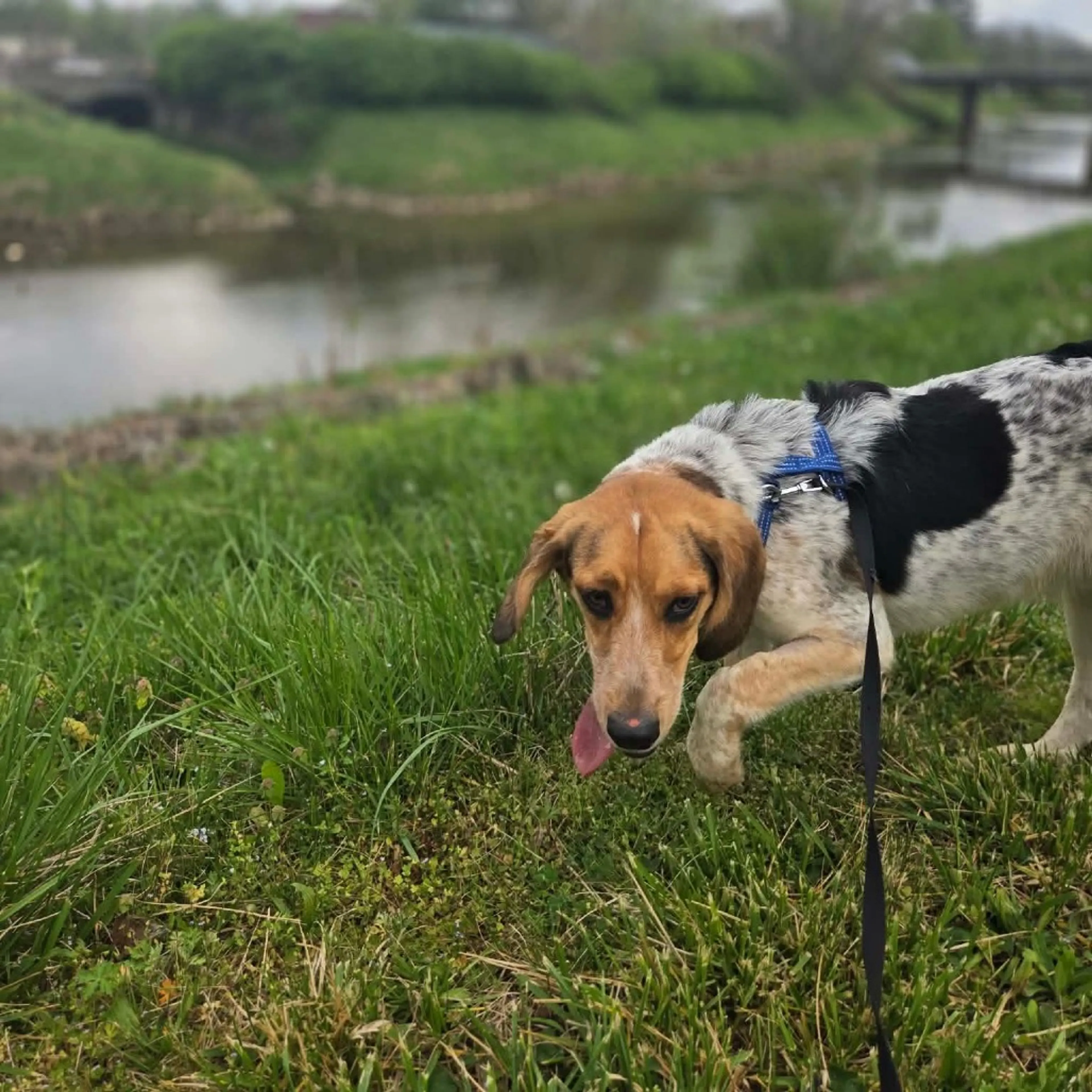 Found pet-16