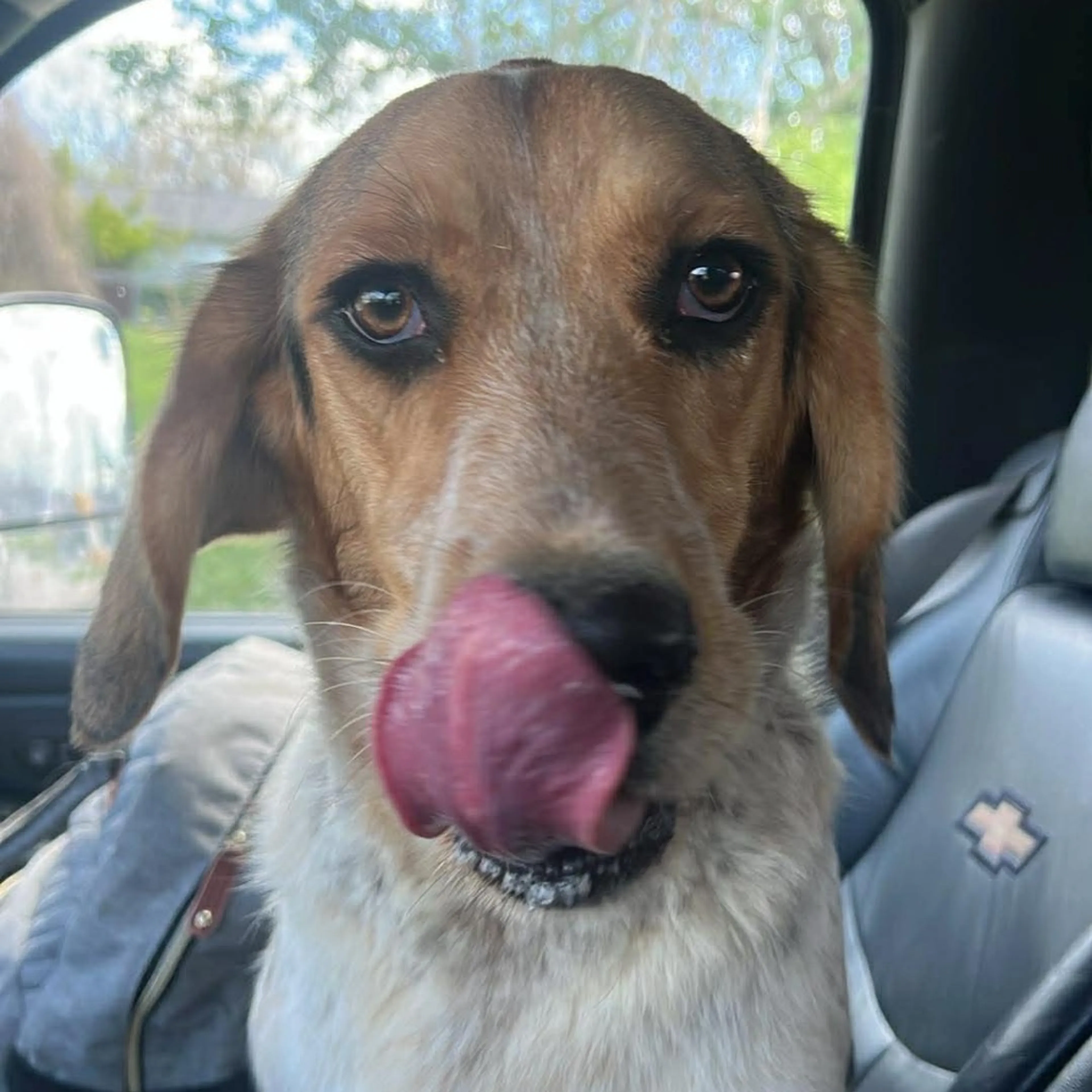 Found pet-1