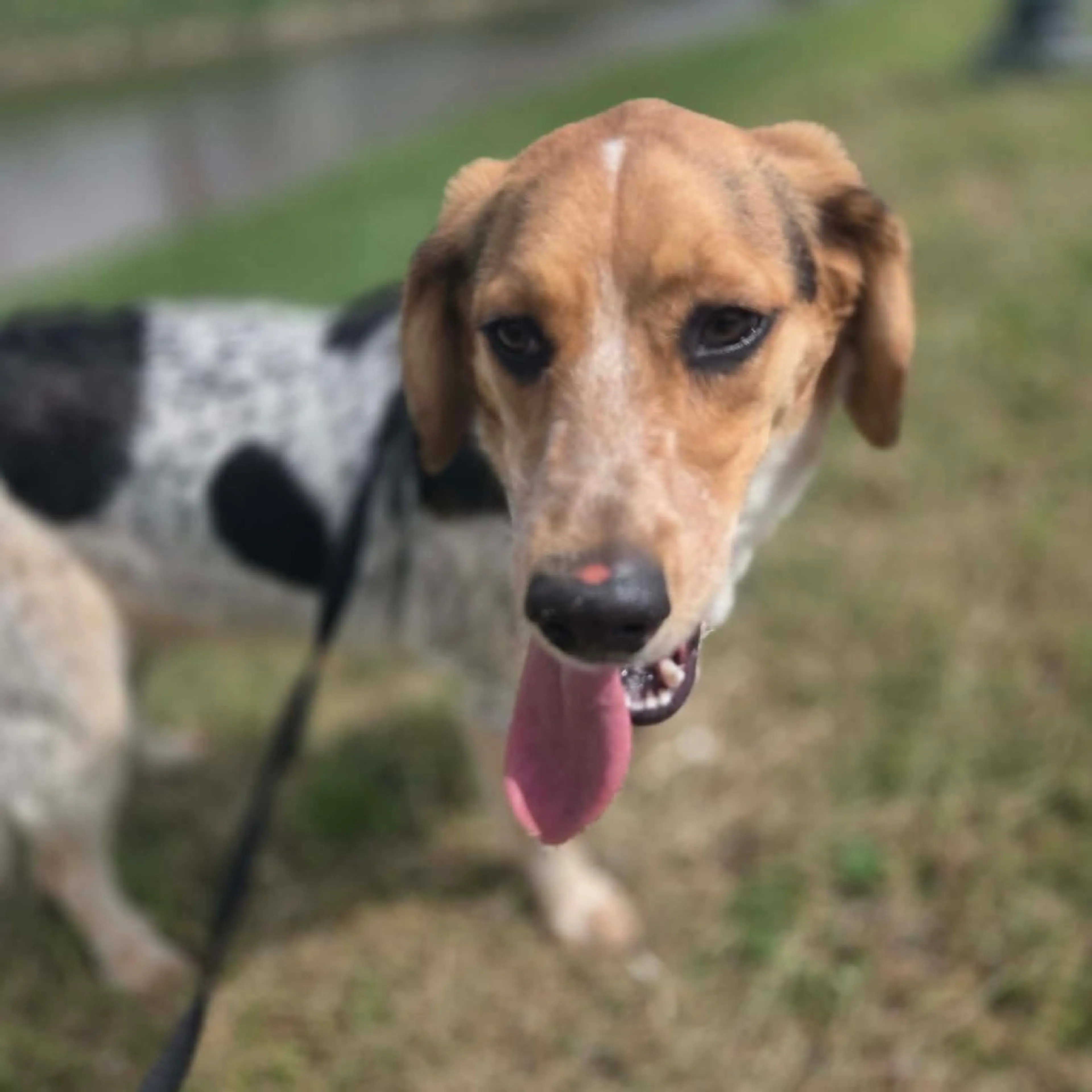Found pet-13