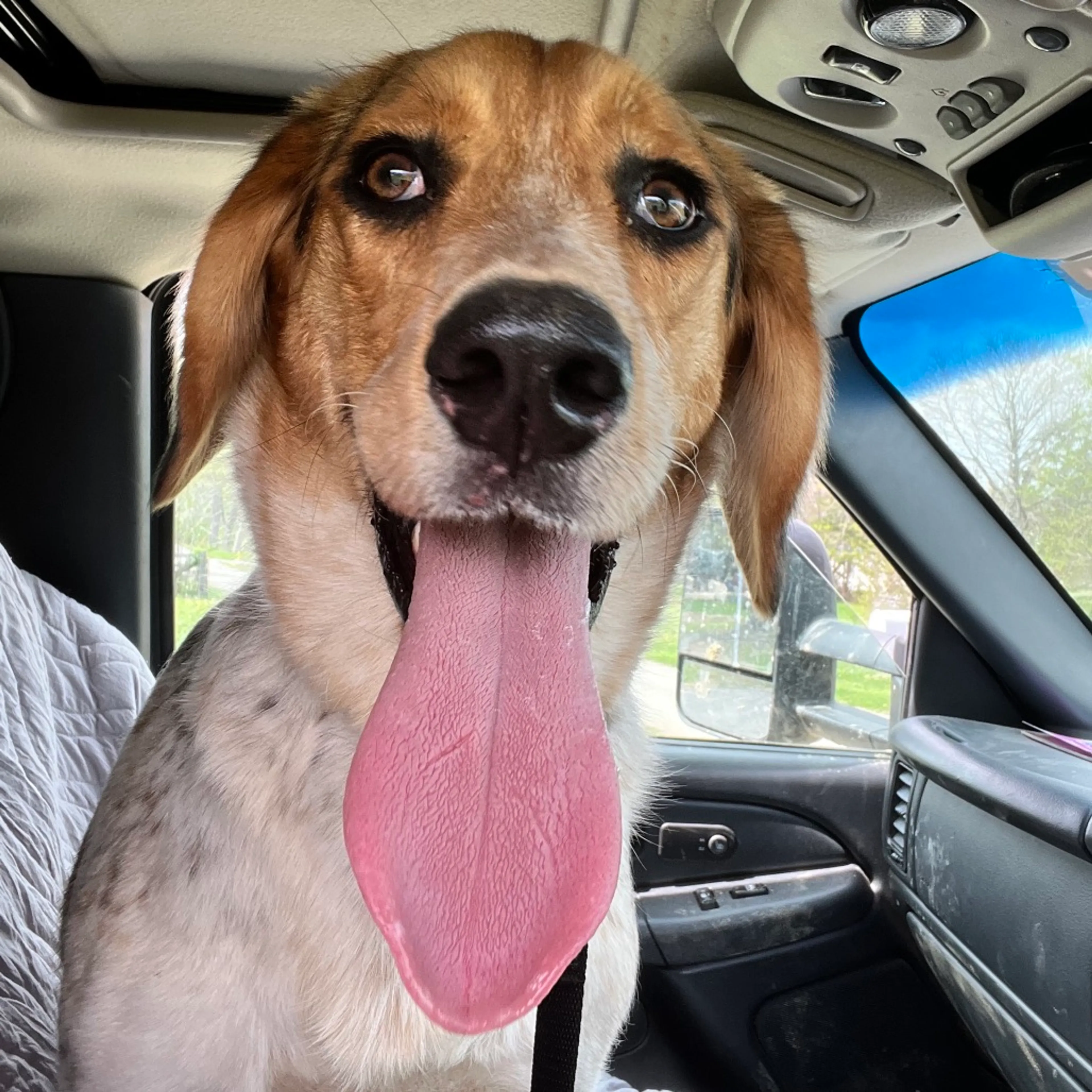 Found pet-6
