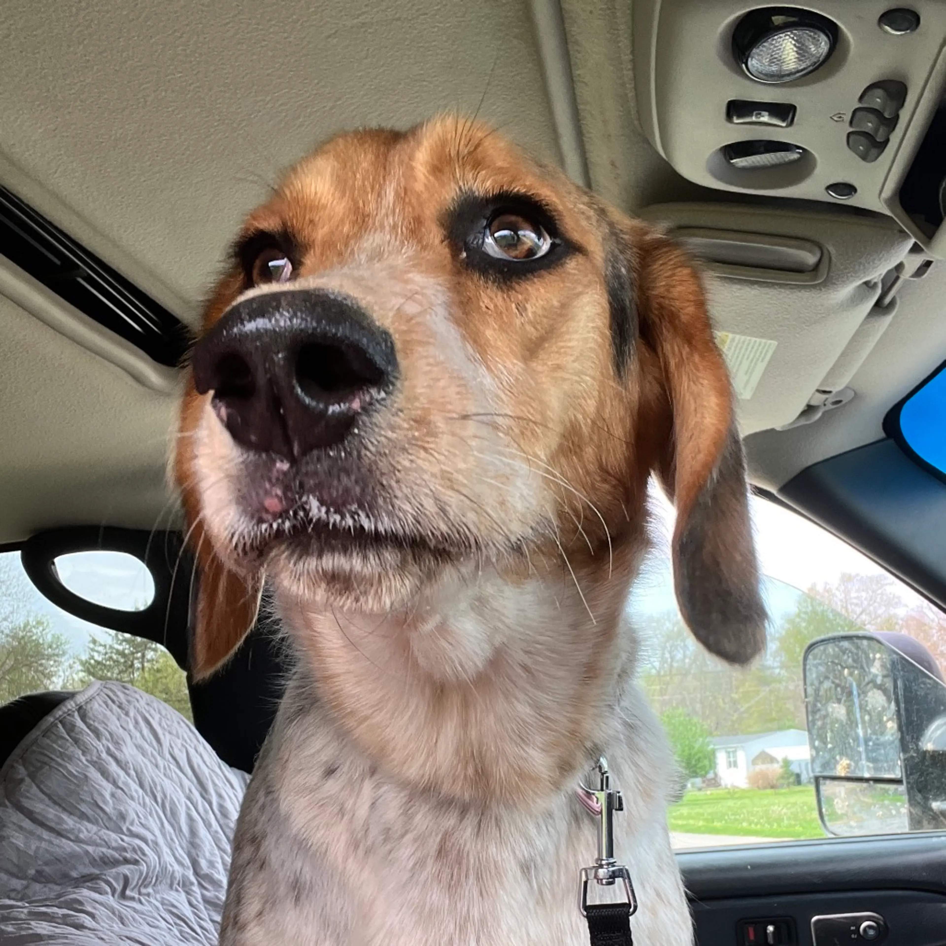 Found pet-4