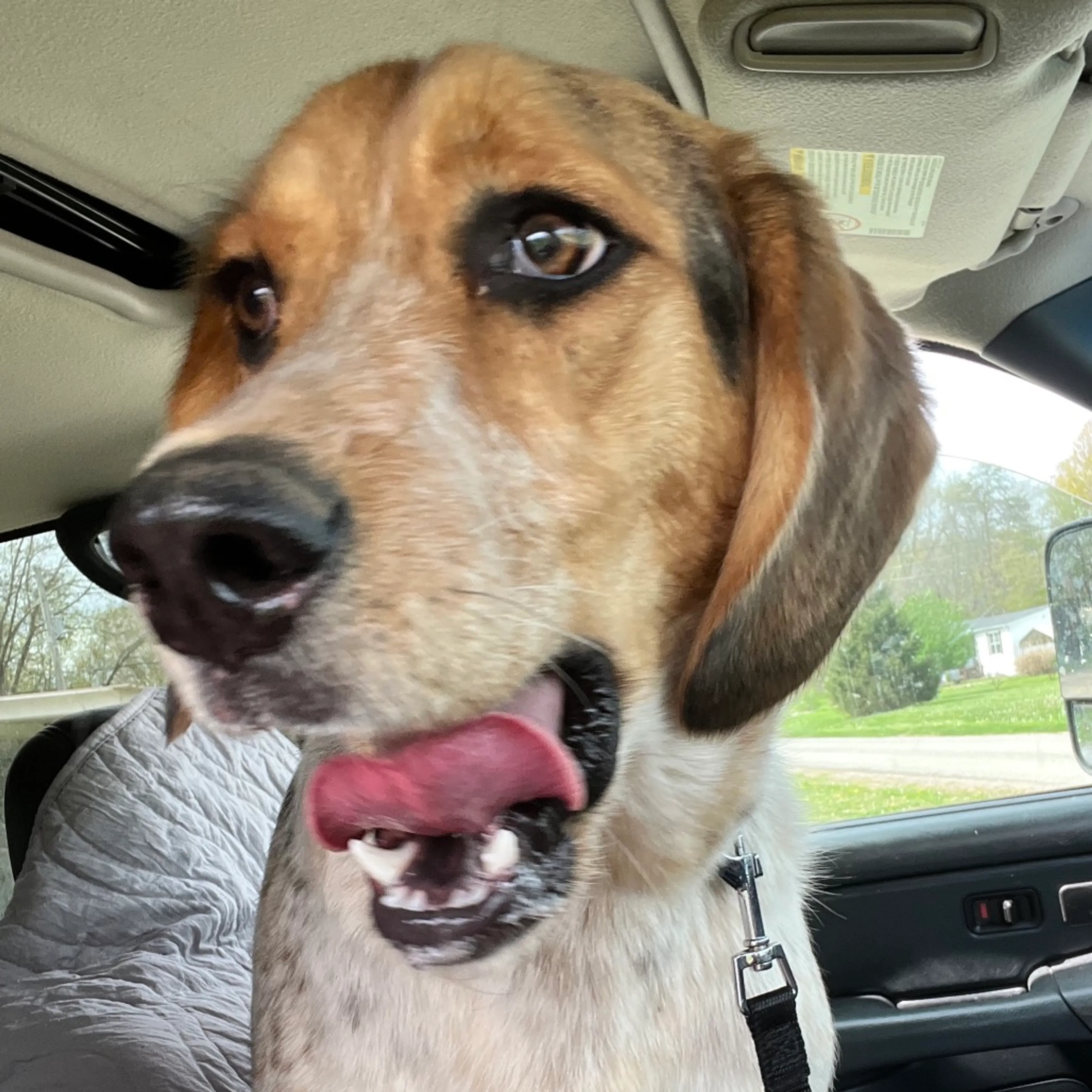 Found pet-8