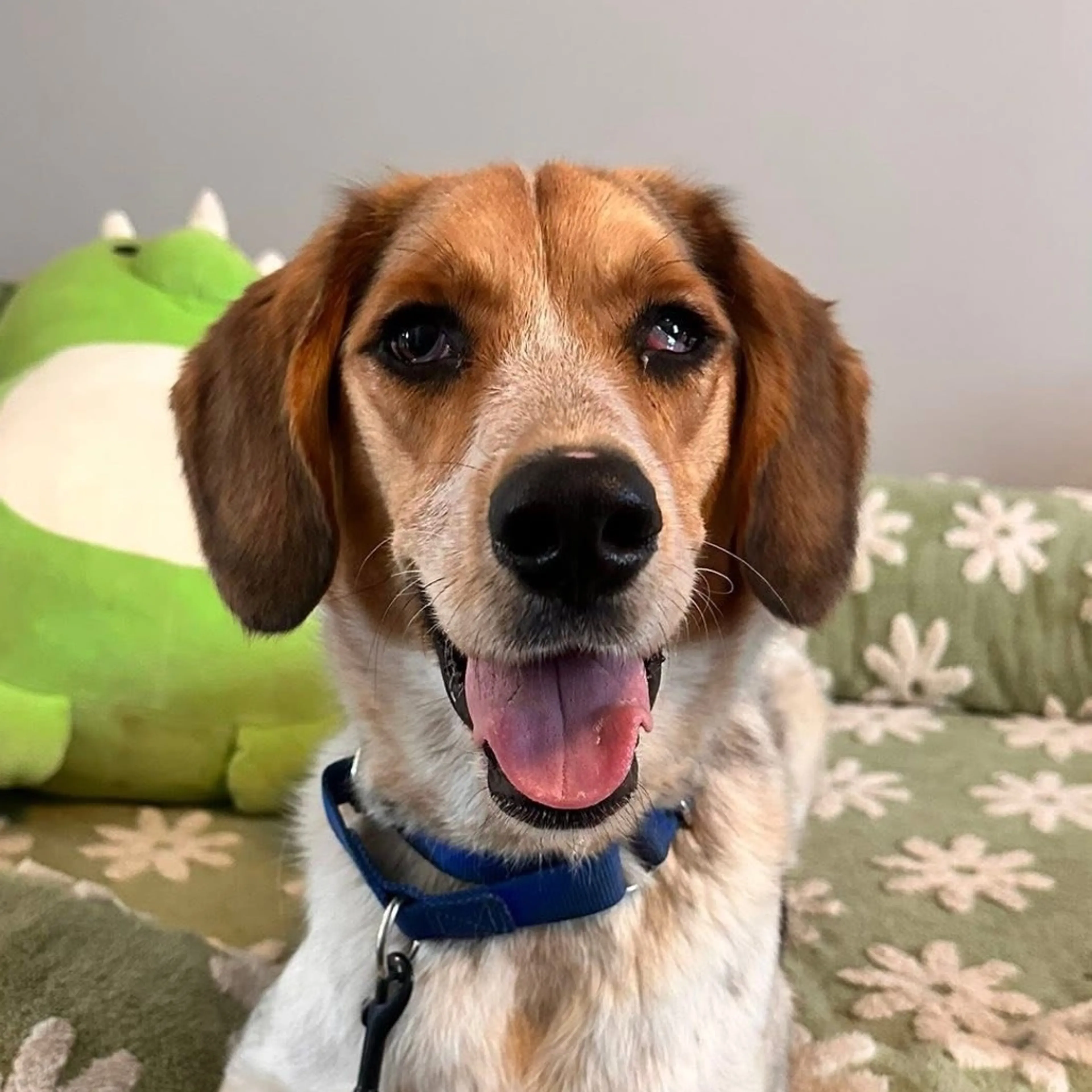 Found pet-19