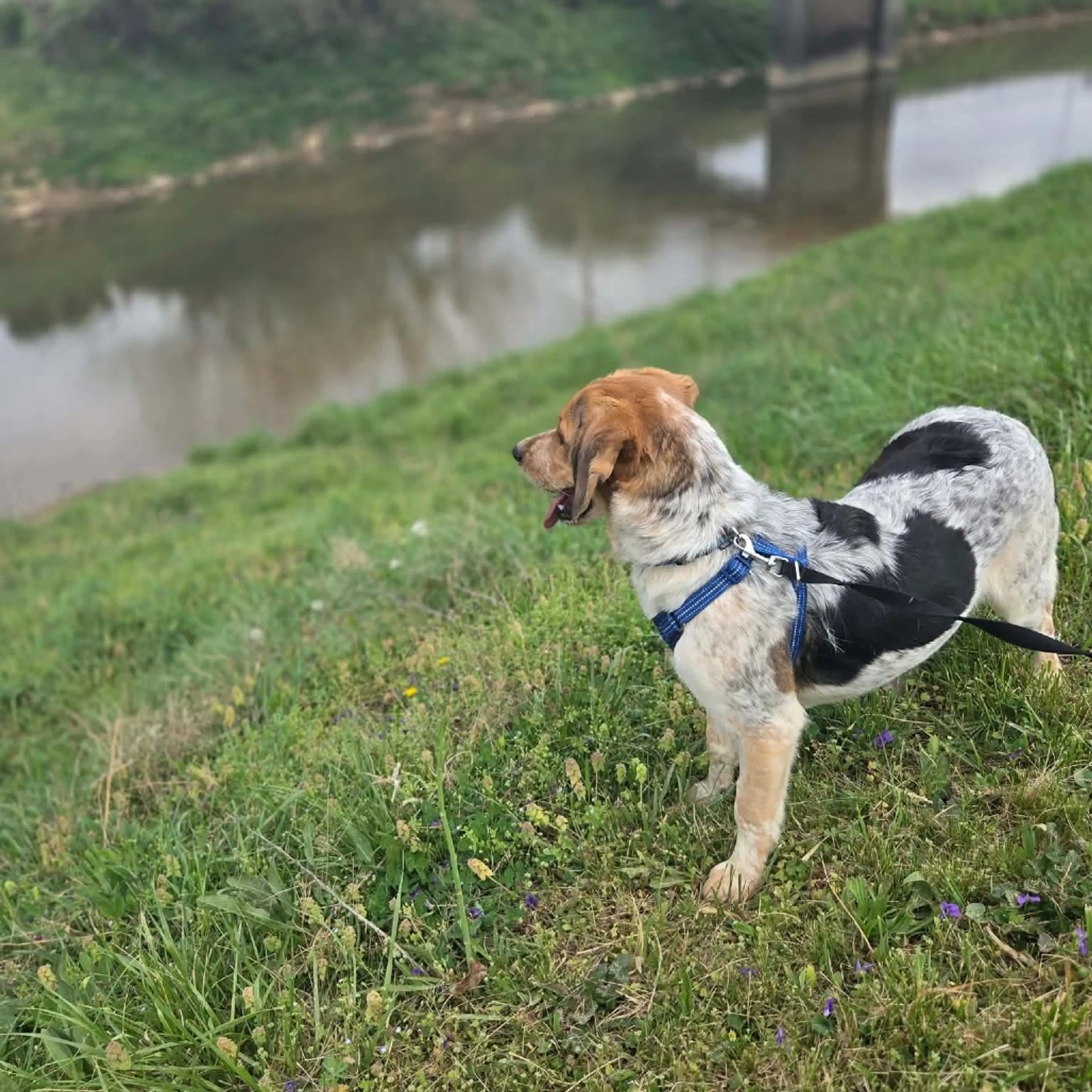Found pet-17