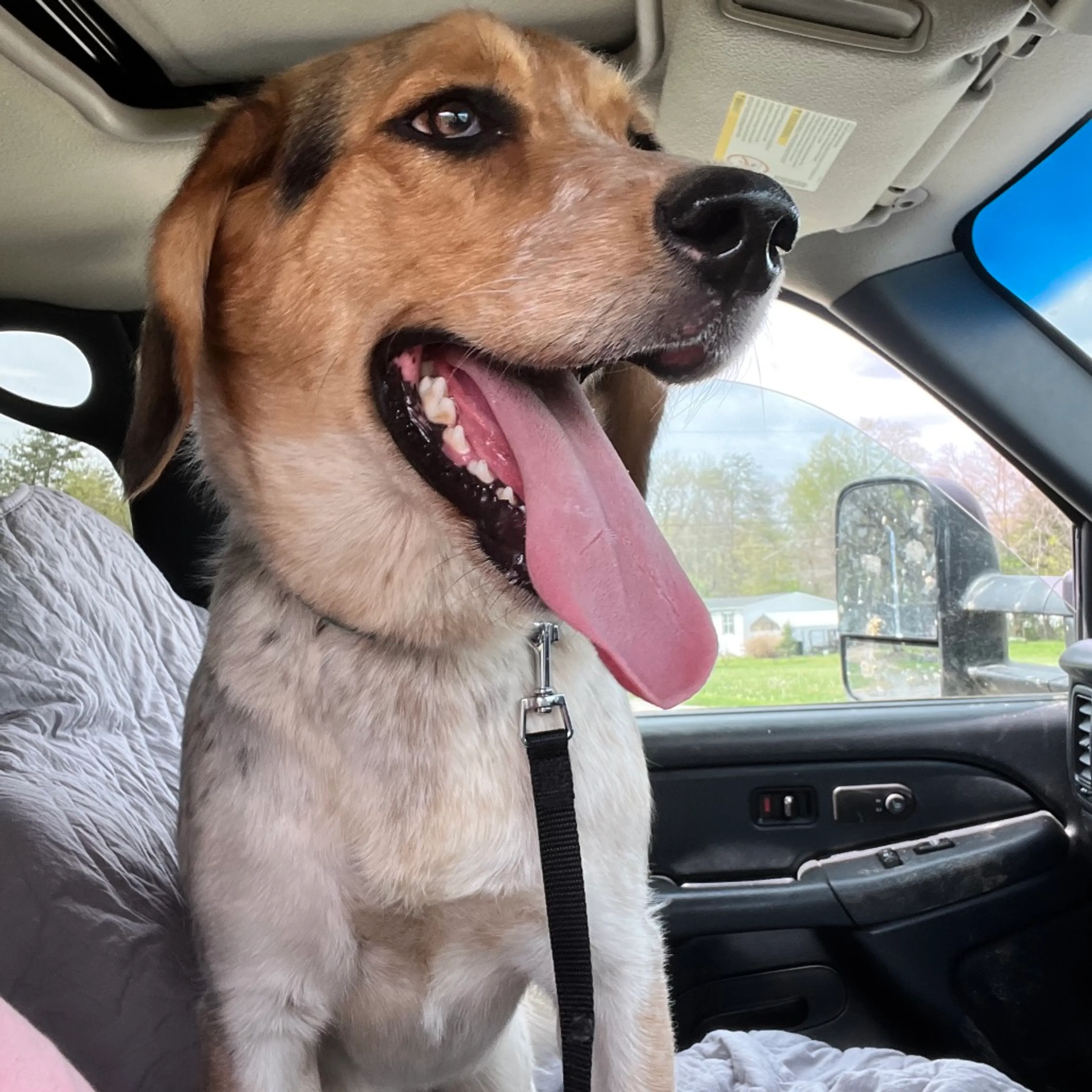 Found pet-5