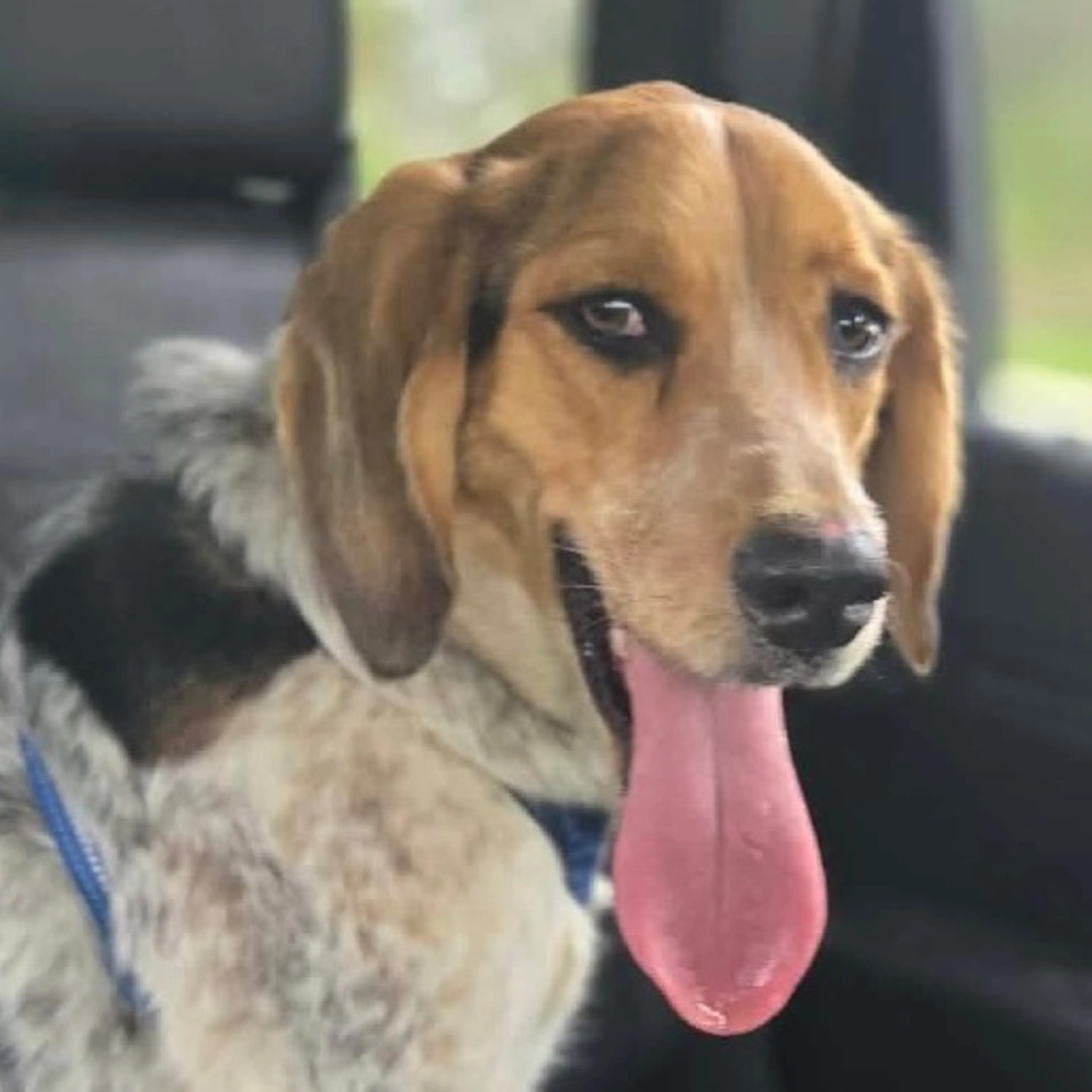 Found pet-9
